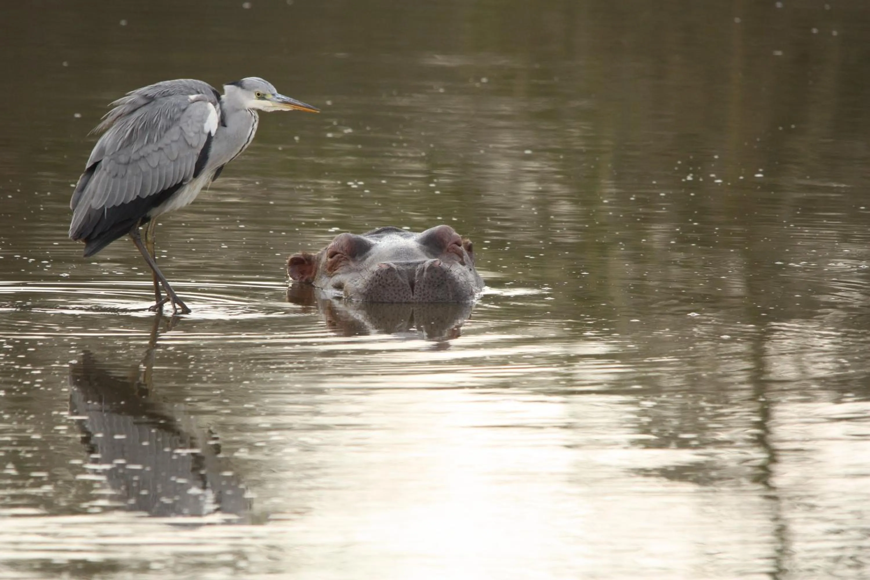 Animals in Leopard Mountain Safari Lodge