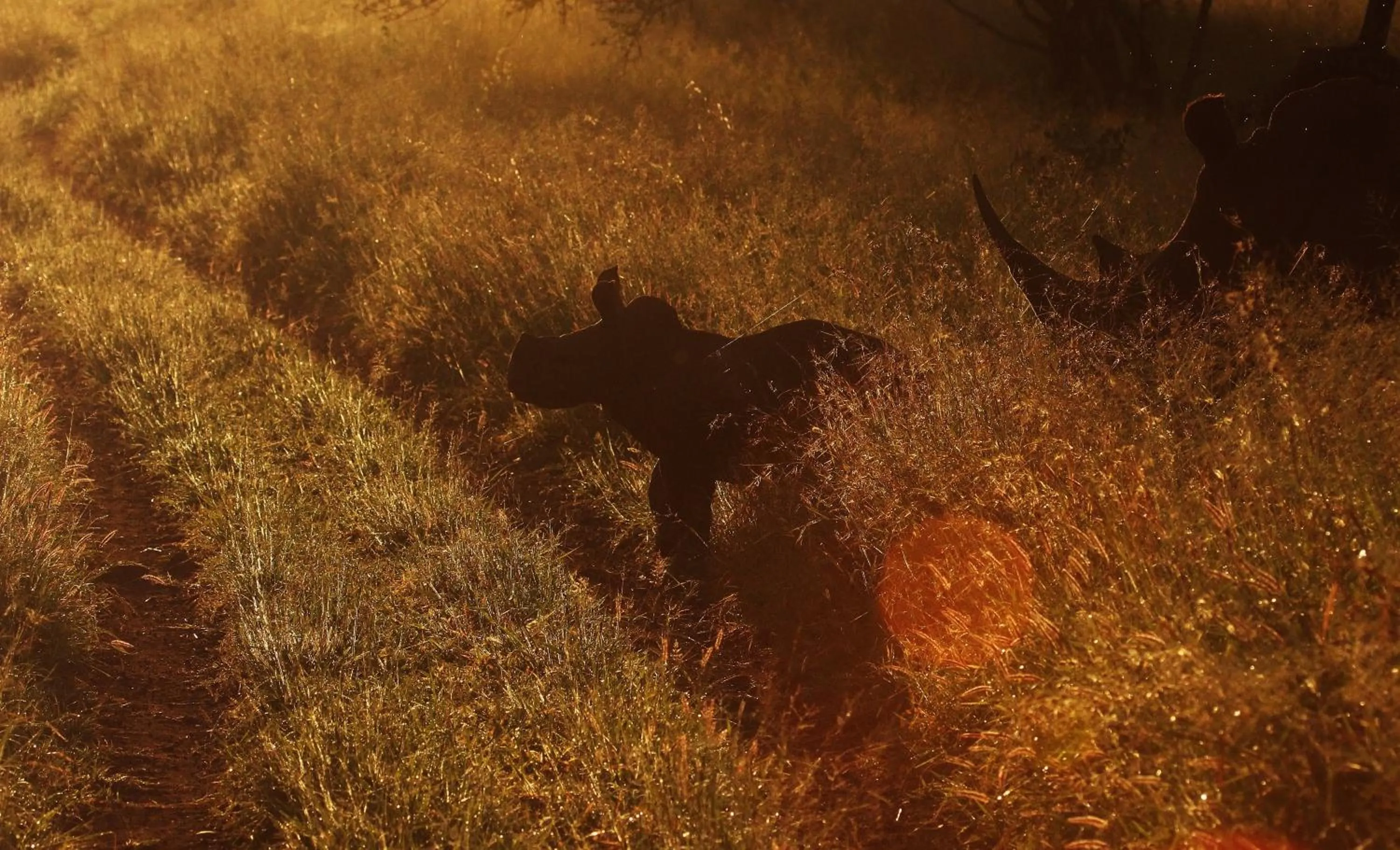 Animals in Leopard Mountain Safari Lodge