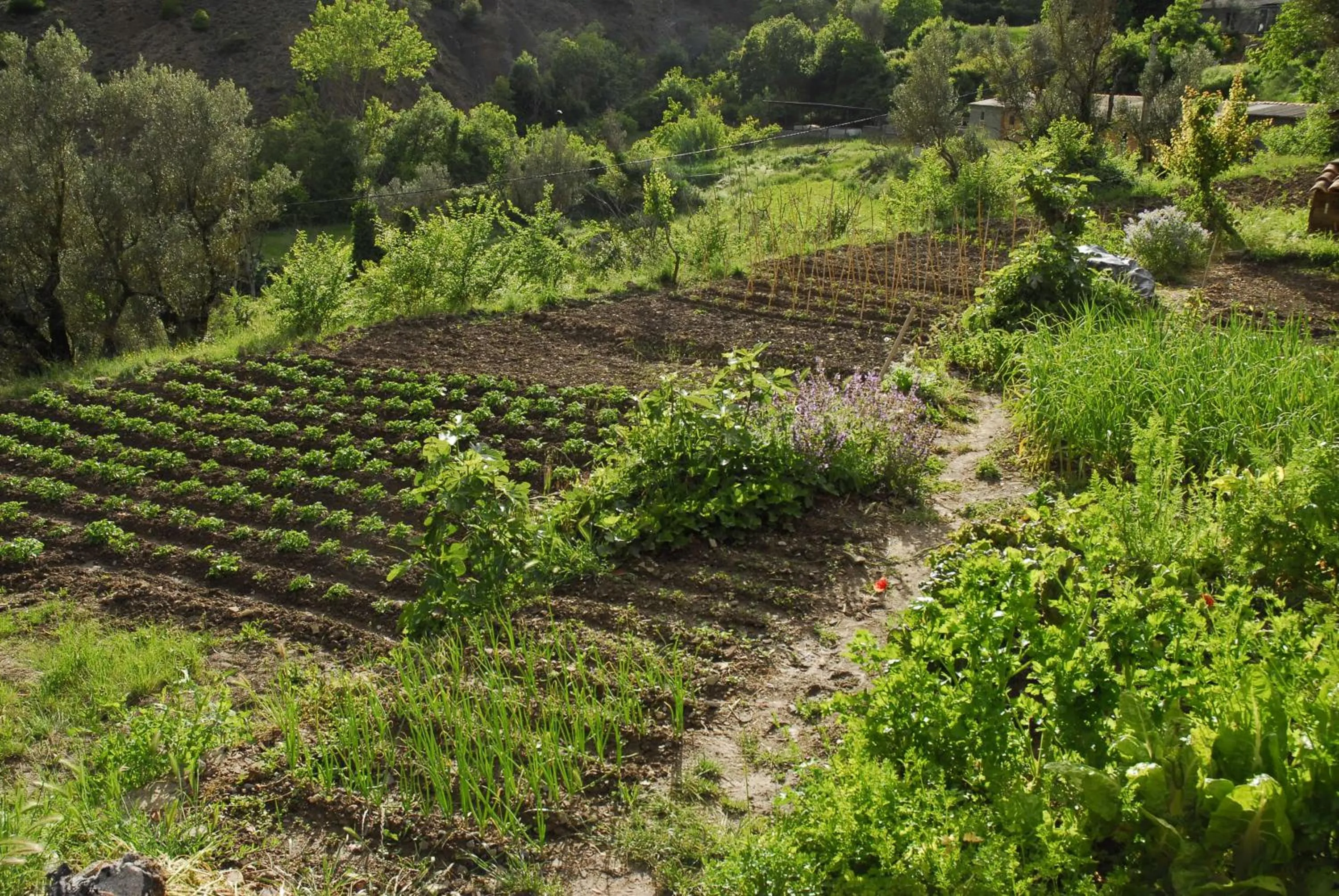 Garden in O Chardinet d'a Formiga