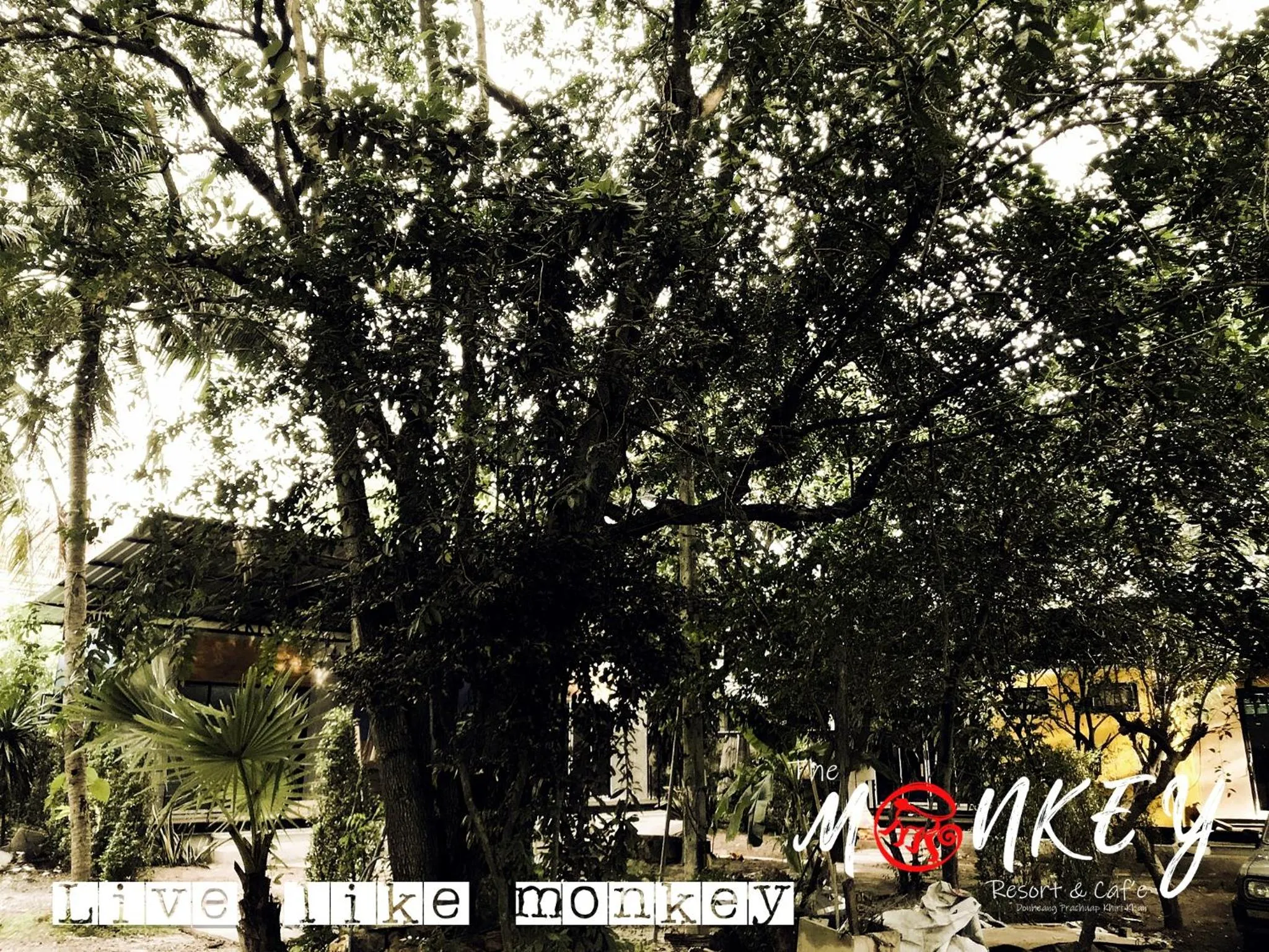 The Monkey Resort Donheang