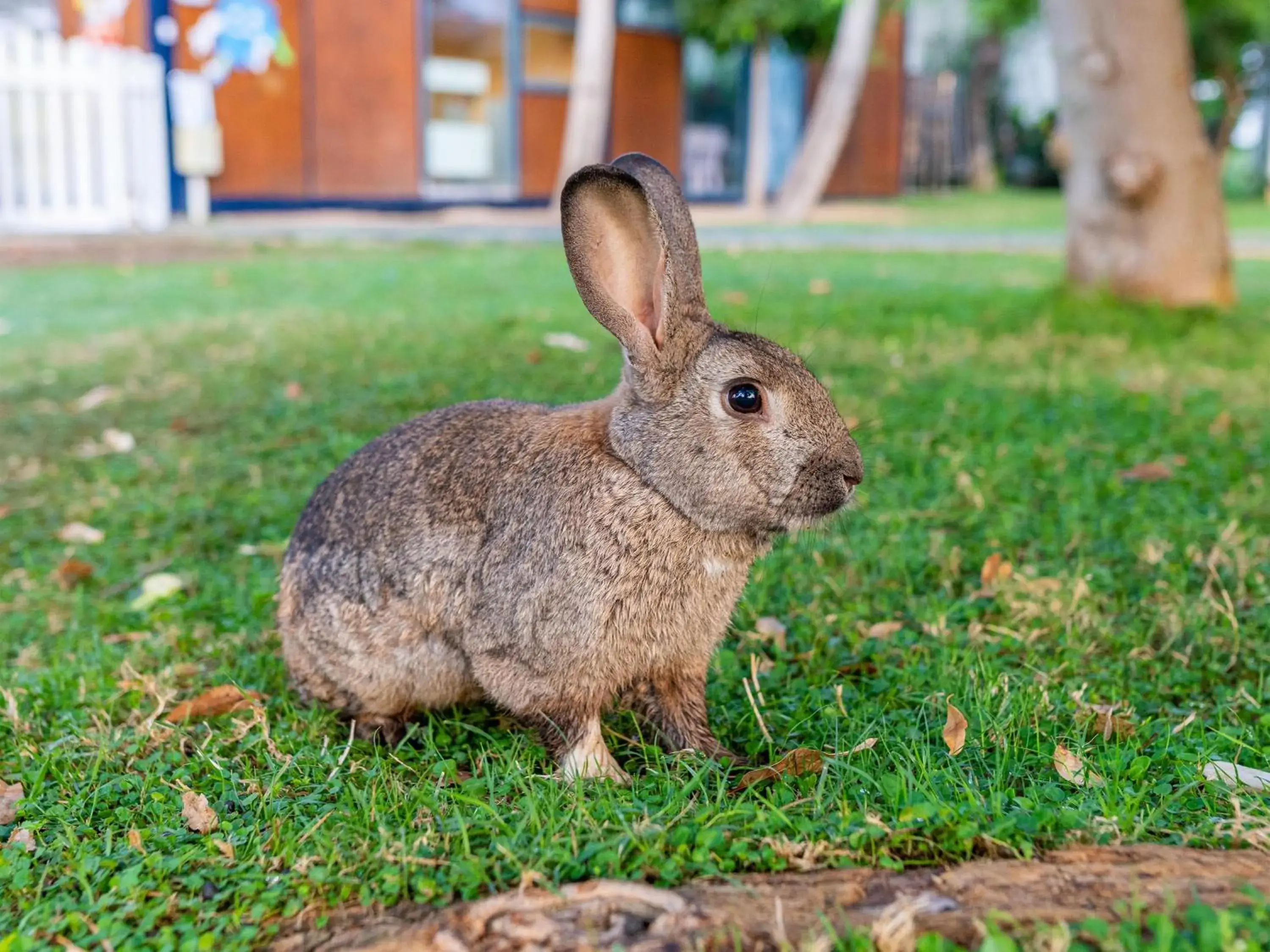 Pets, Other Animals in Labranda Alantur