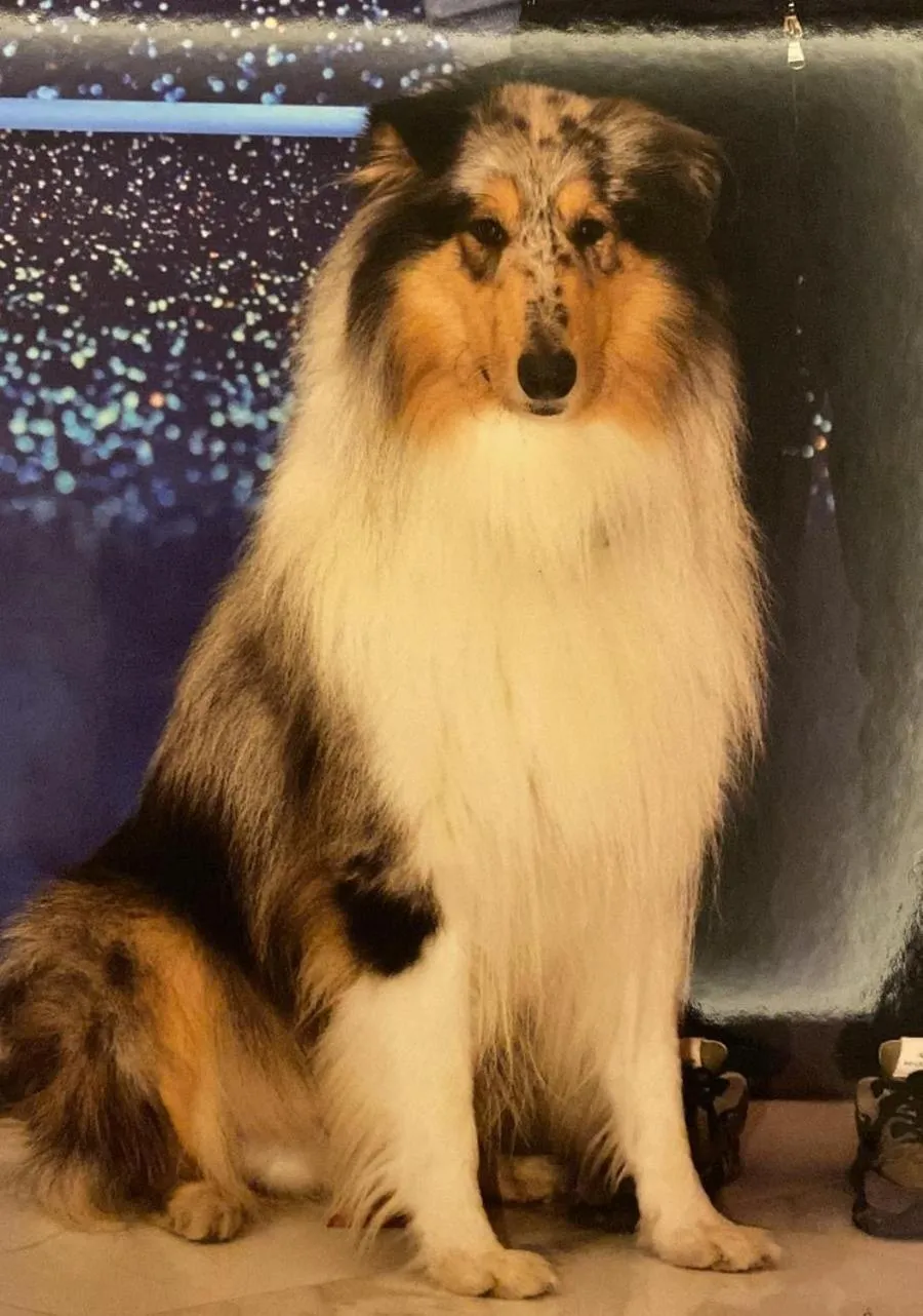 Pets in L'Essenza Hotel