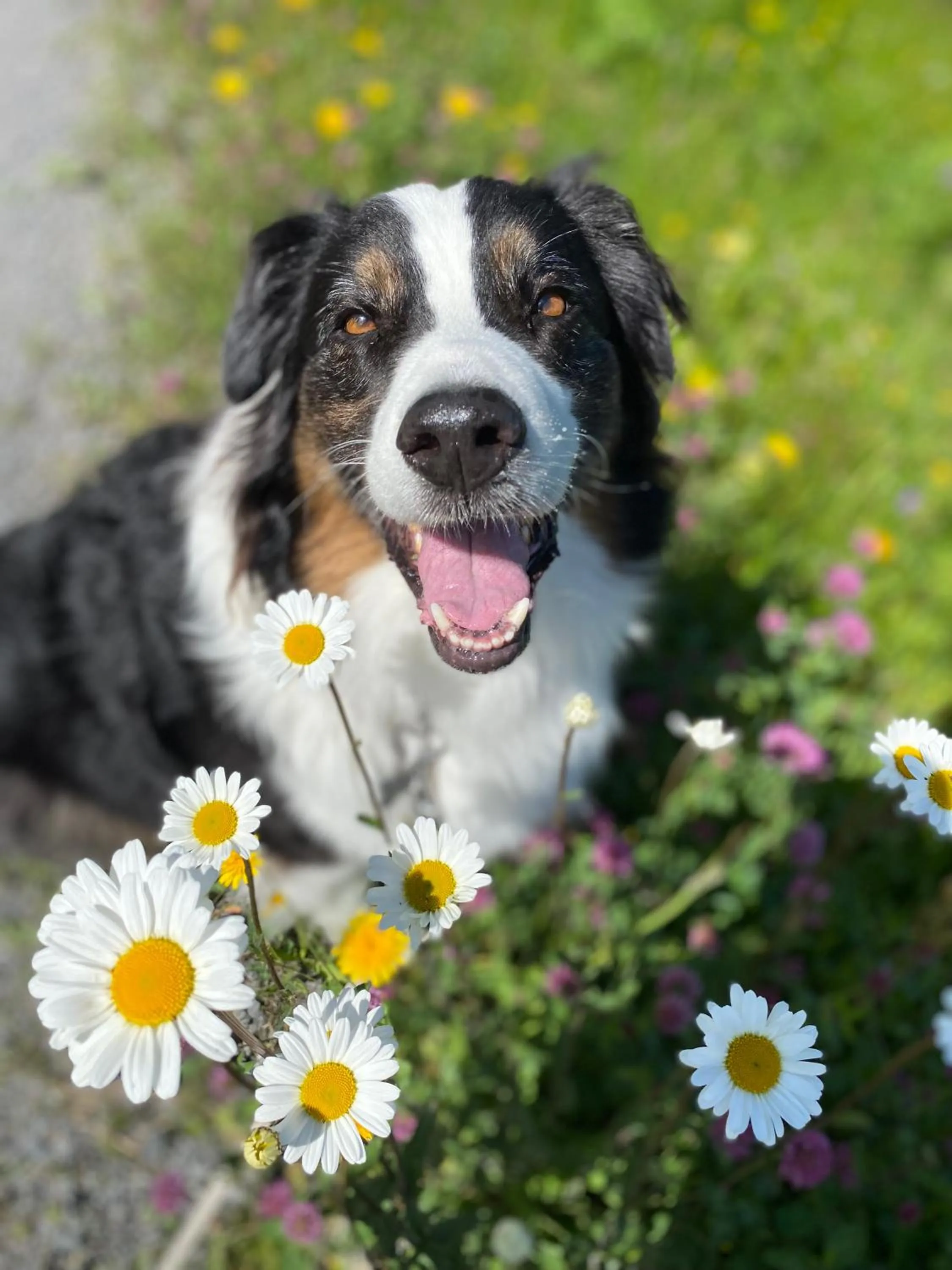 Berggasthaus Eggberge - Boutique Mountain Hotel - Access via Cablecar