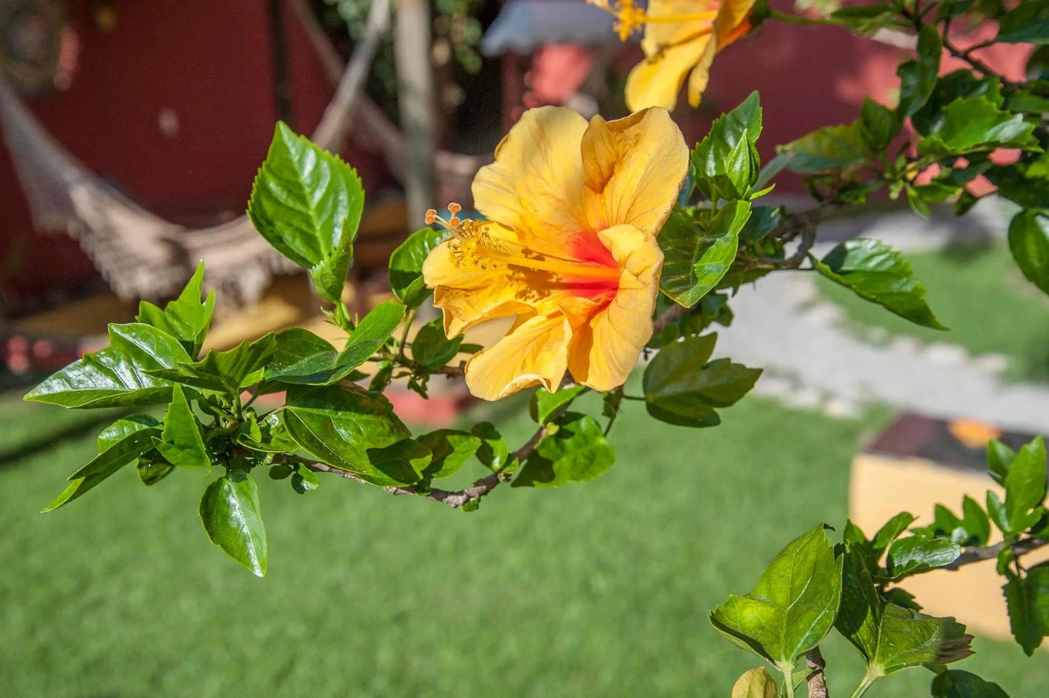 Pousada Manhã Dourada