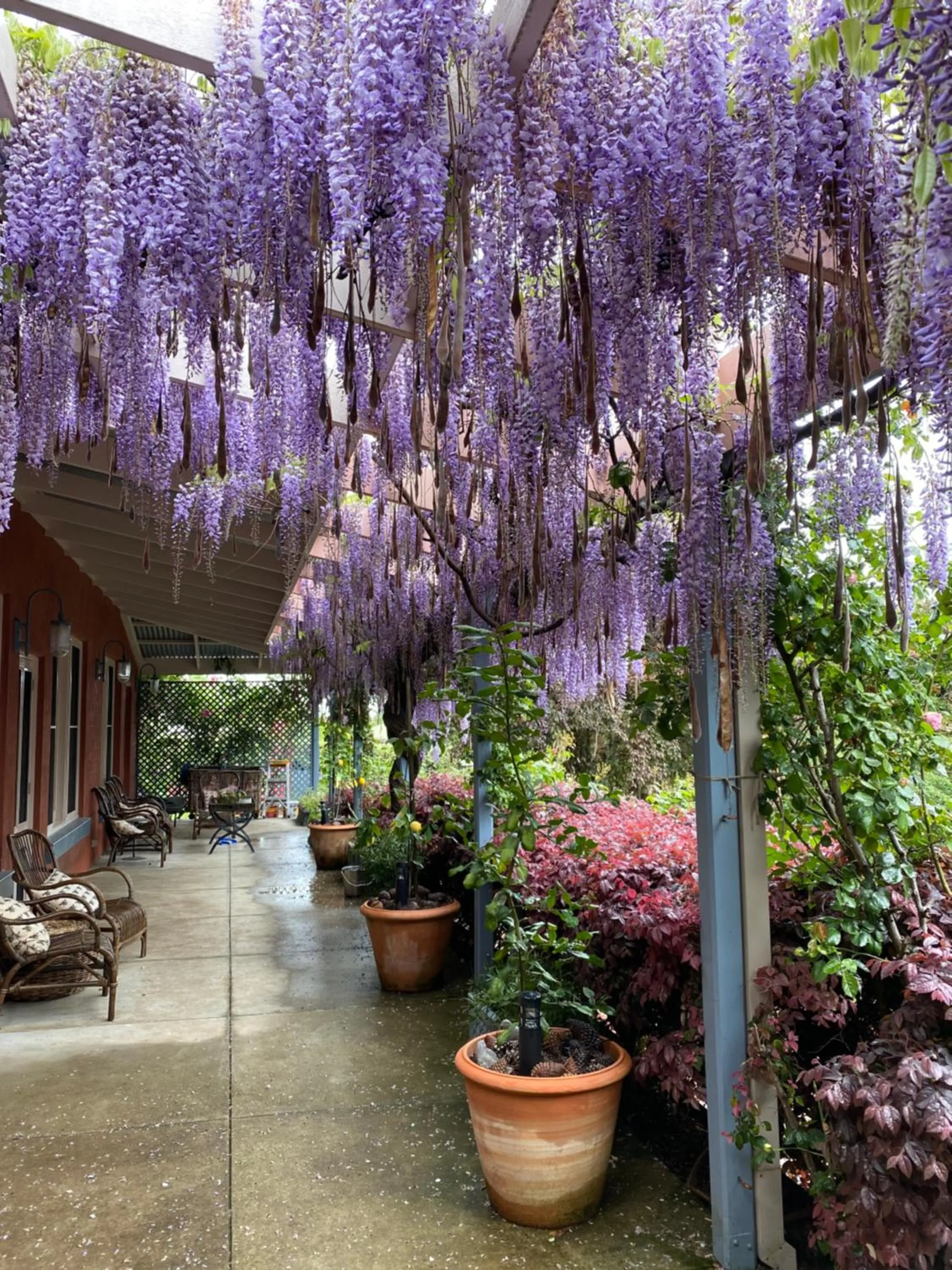 Garden in Twelve on Albert