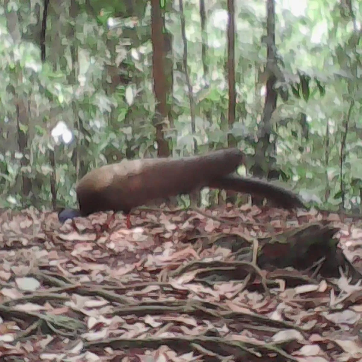 Jungle Trekking & Jungle Tour only stay here if you are and you must booking jungle trekking with us