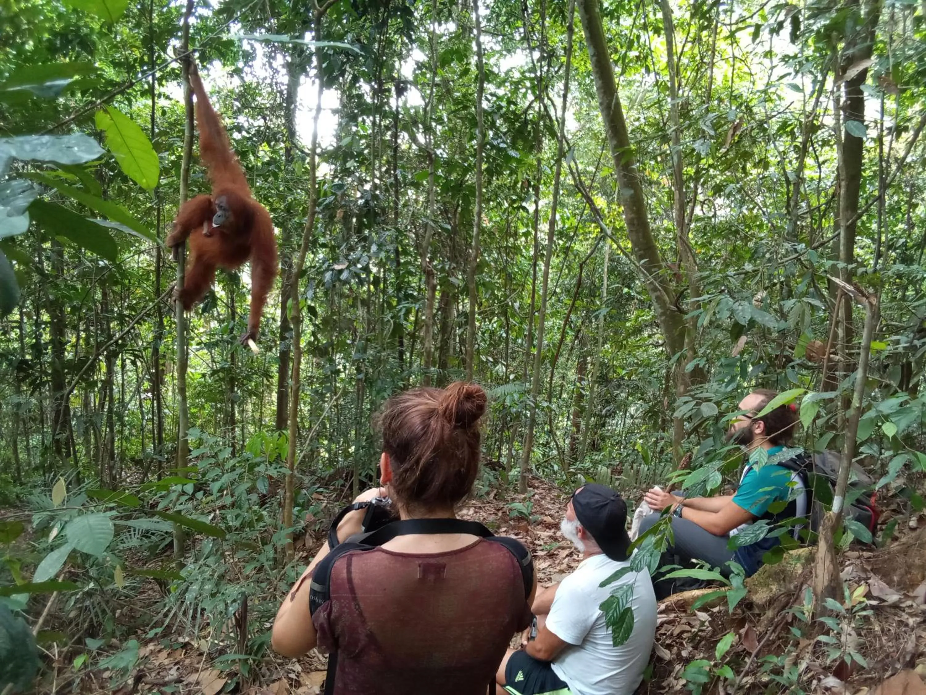 Jungle Trekking & Jungle Tour only stay here if you are and you must booking jungle trekking with us