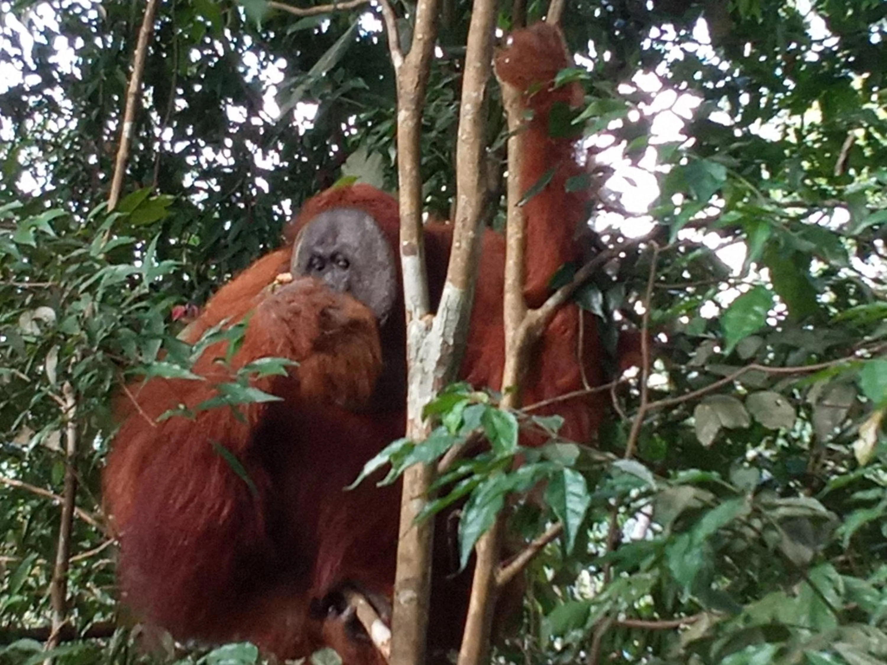 Jungle Trekking & Jungle Tour only stay here if you are and you must booking jungle trekking with us