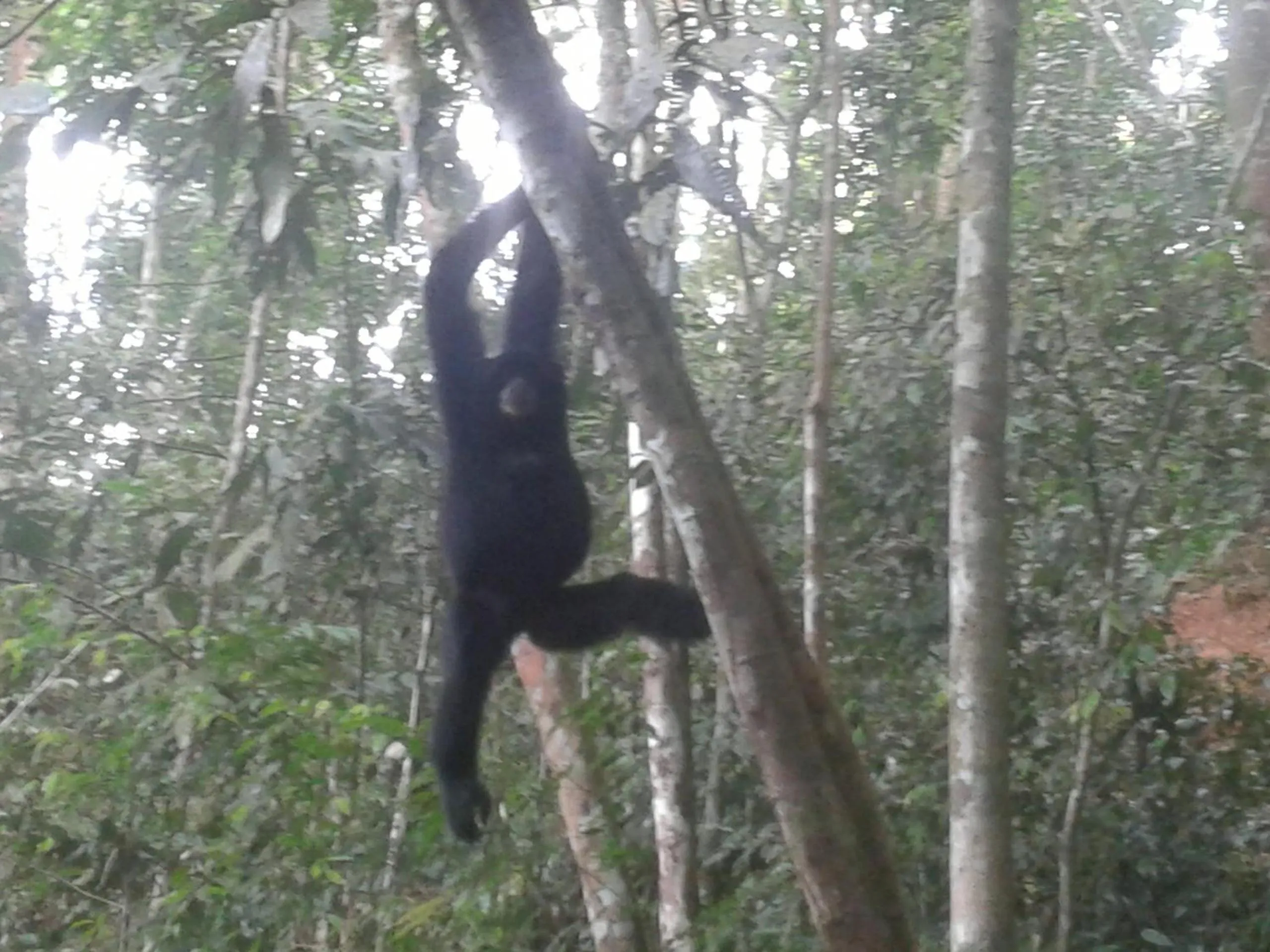 Jungle Trekking & Jungle Tour only stay here if you are and you must booking jungle trekking with us