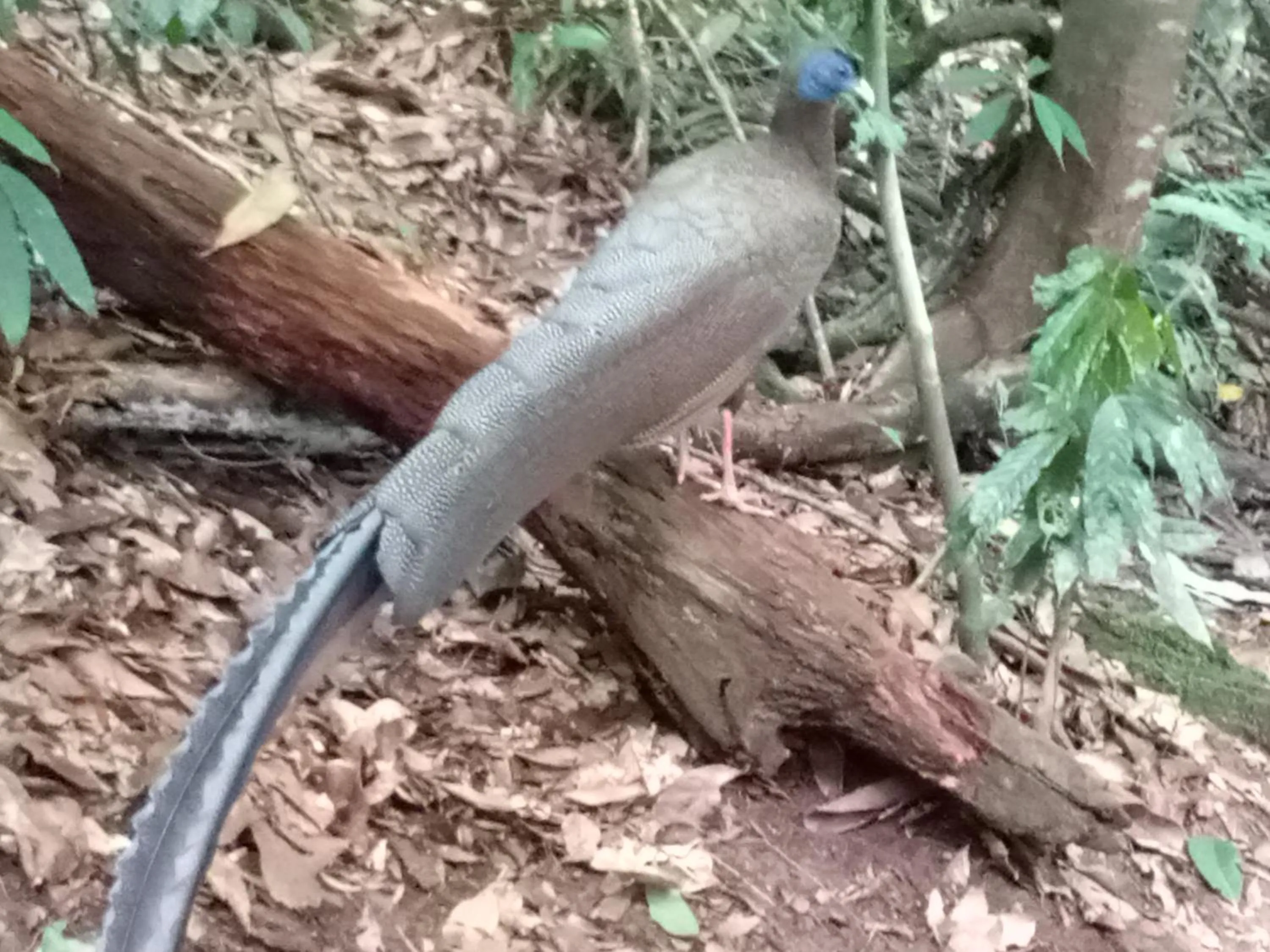 Jungle Trekking & Jungle Tour only stay here if you are and you must booking jungle trekking with us
