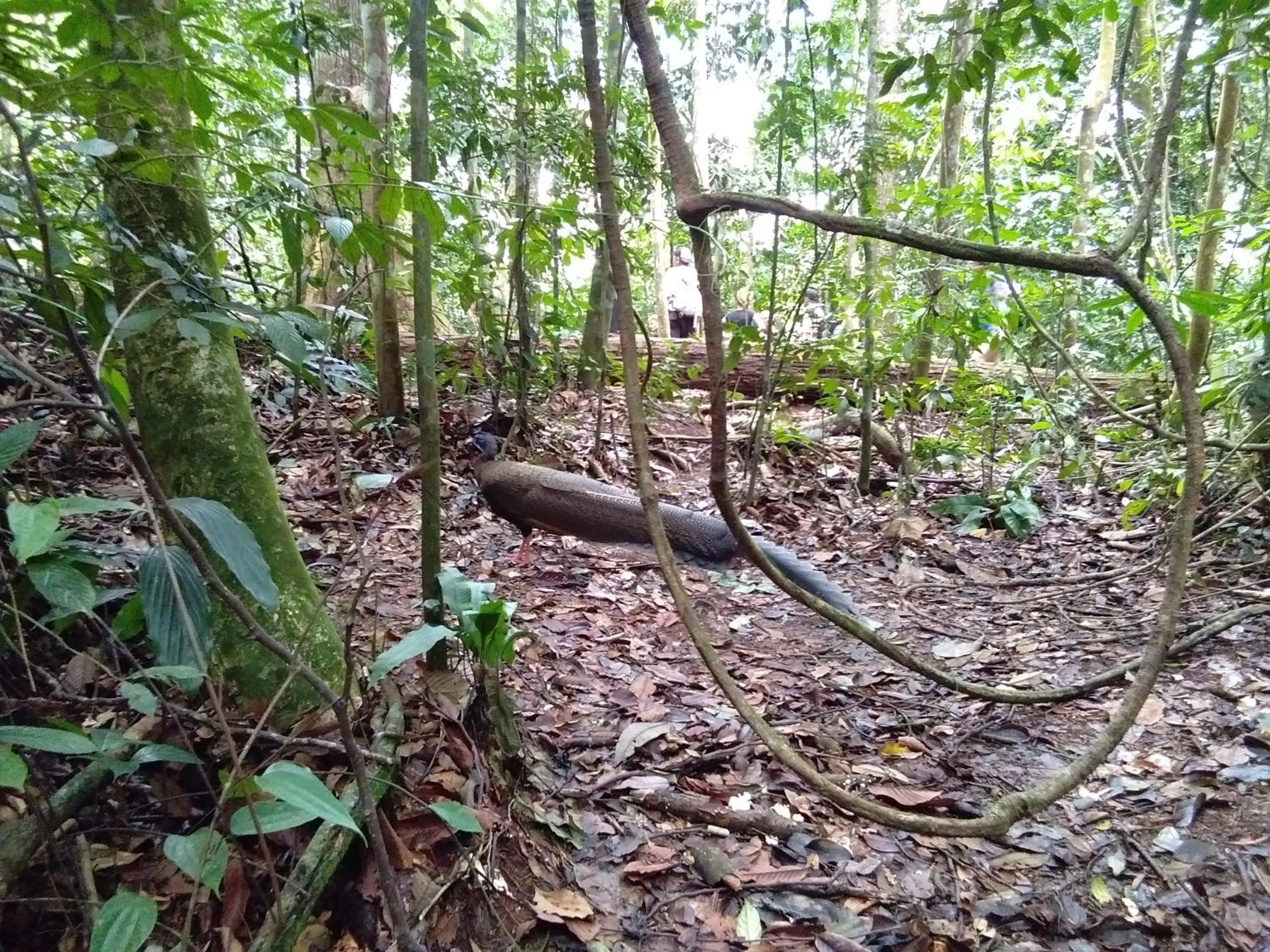 Jungle Trekking & Jungle Tour only stay here if you are and you must booking jungle trekking with us