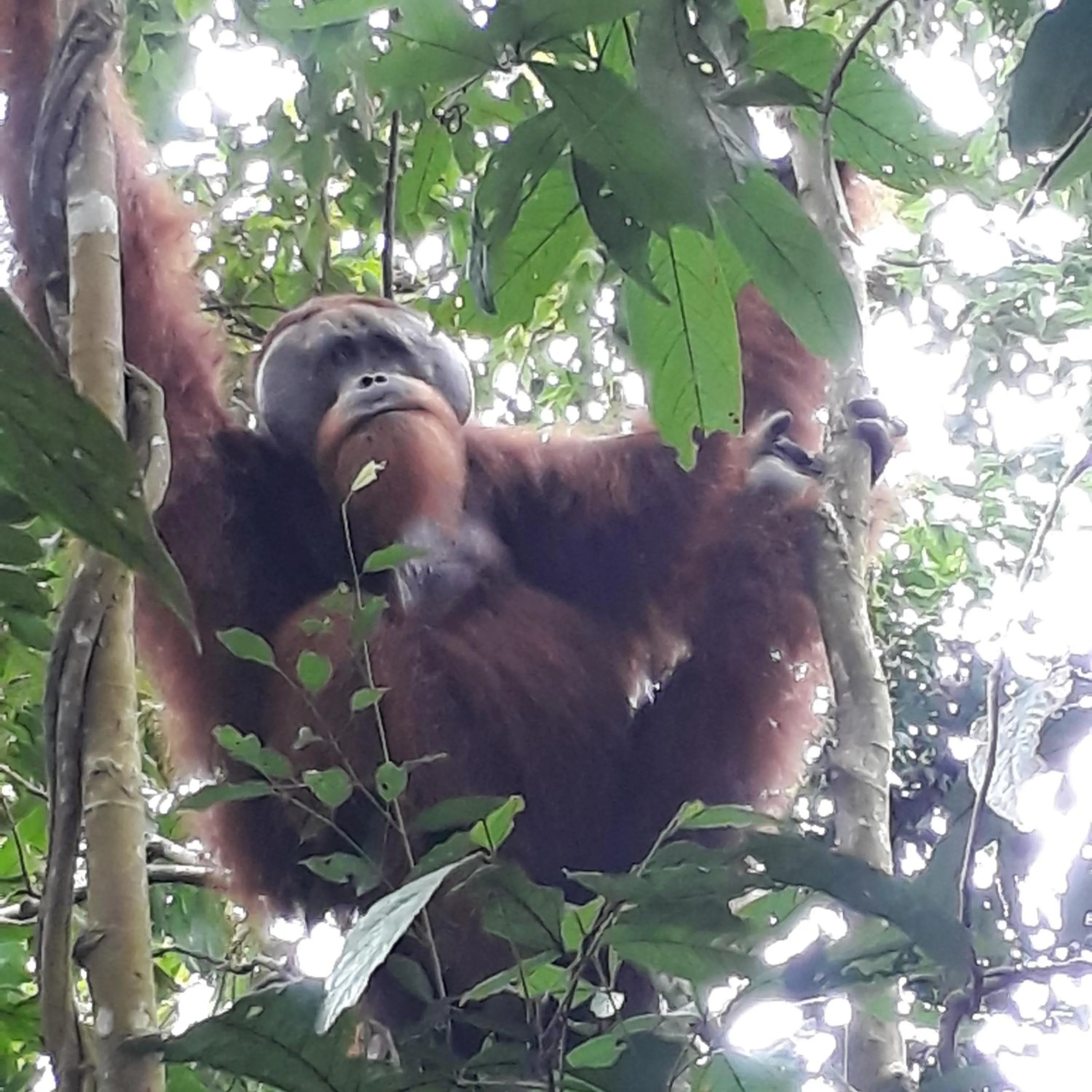 Jungle Trekking & Jungle Tour only stay here if you are and you must booking jungle trekking with us
