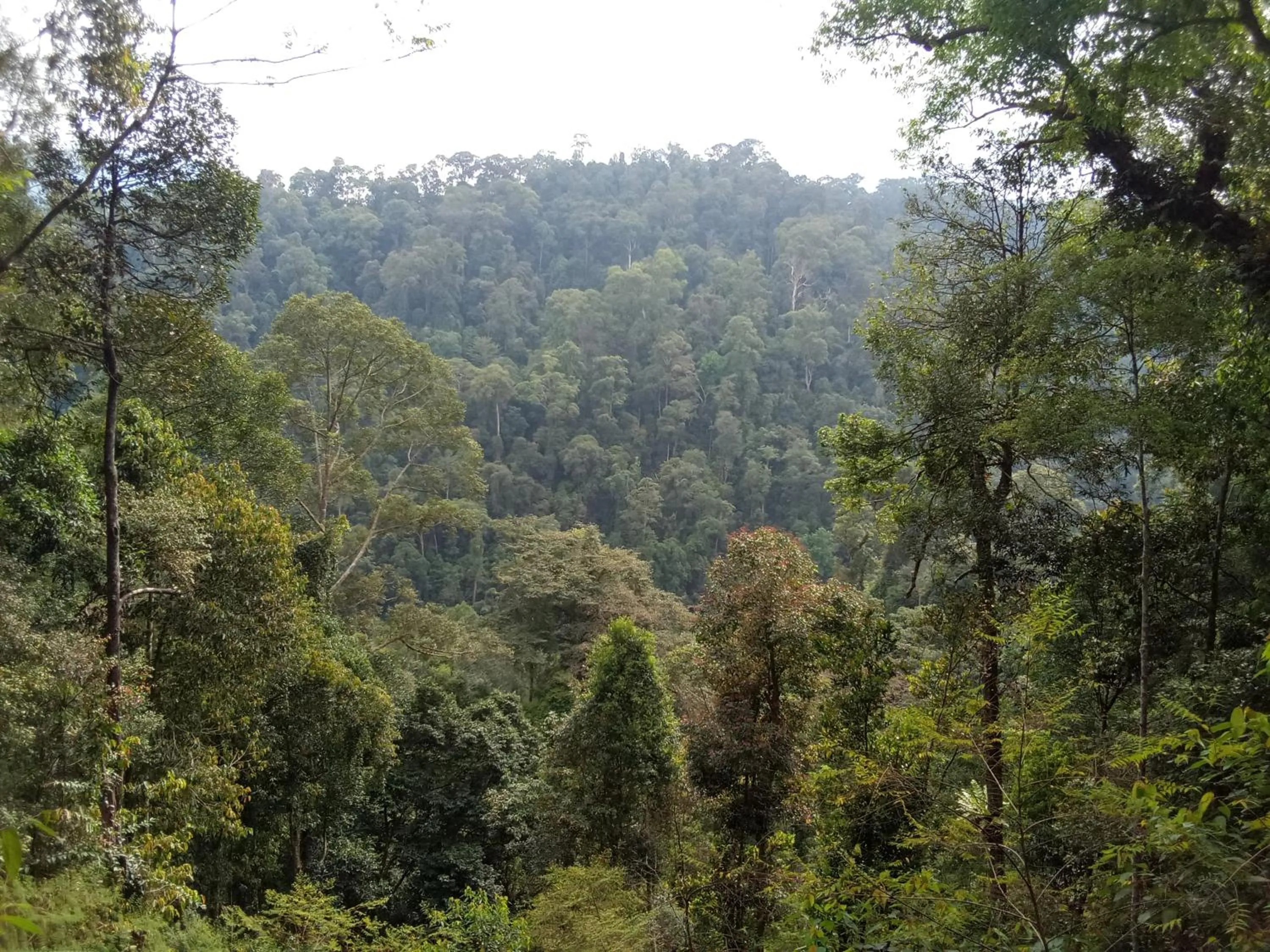 Jungle Trekking & Jungle Tour only stay here if you are and you must booking jungle trekking with us