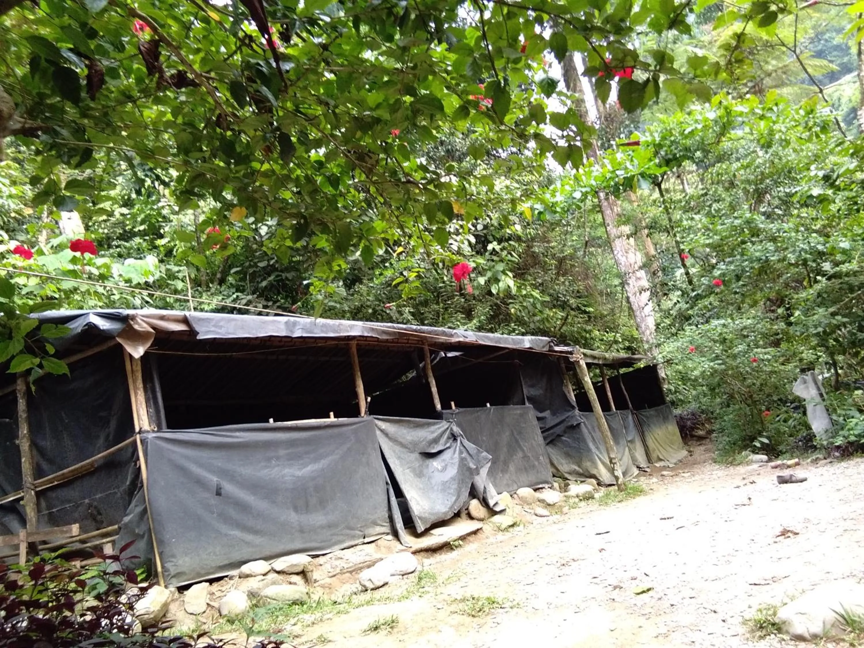 Jungle Trekking & Jungle Tour only stay here if you are and you must booking jungle trekking with us