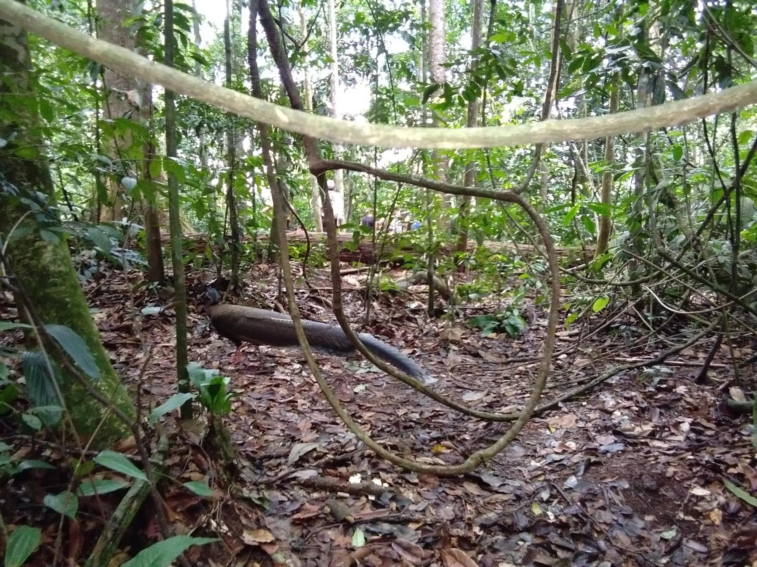 Jungle Trekking & Jungle Tour only stay here if you are and you must booking jungle trekking with us