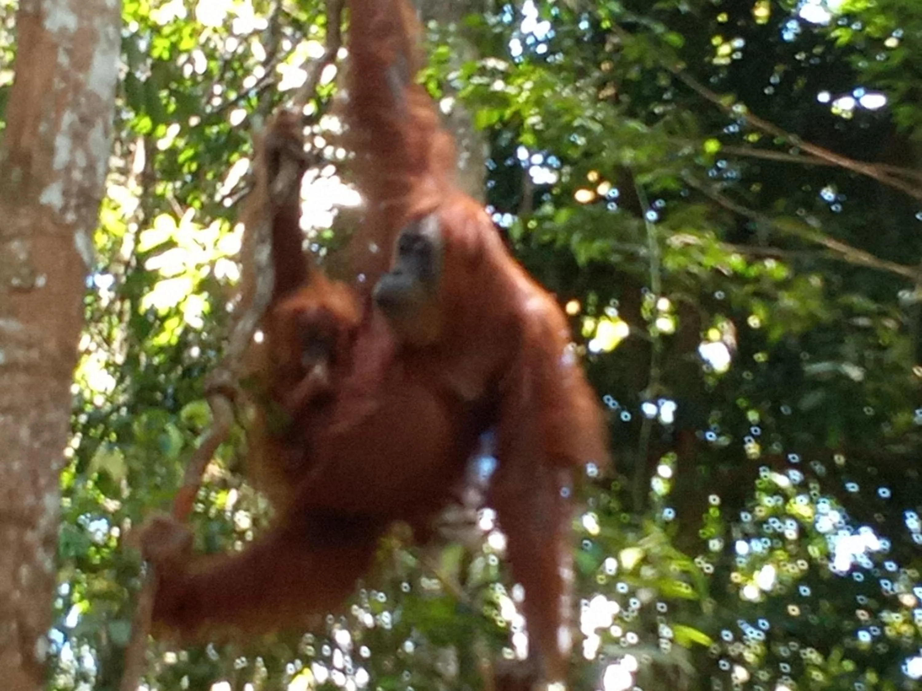 Jungle Trekking & Jungle Tour only stay here if you are and you must booking jungle trekking with us