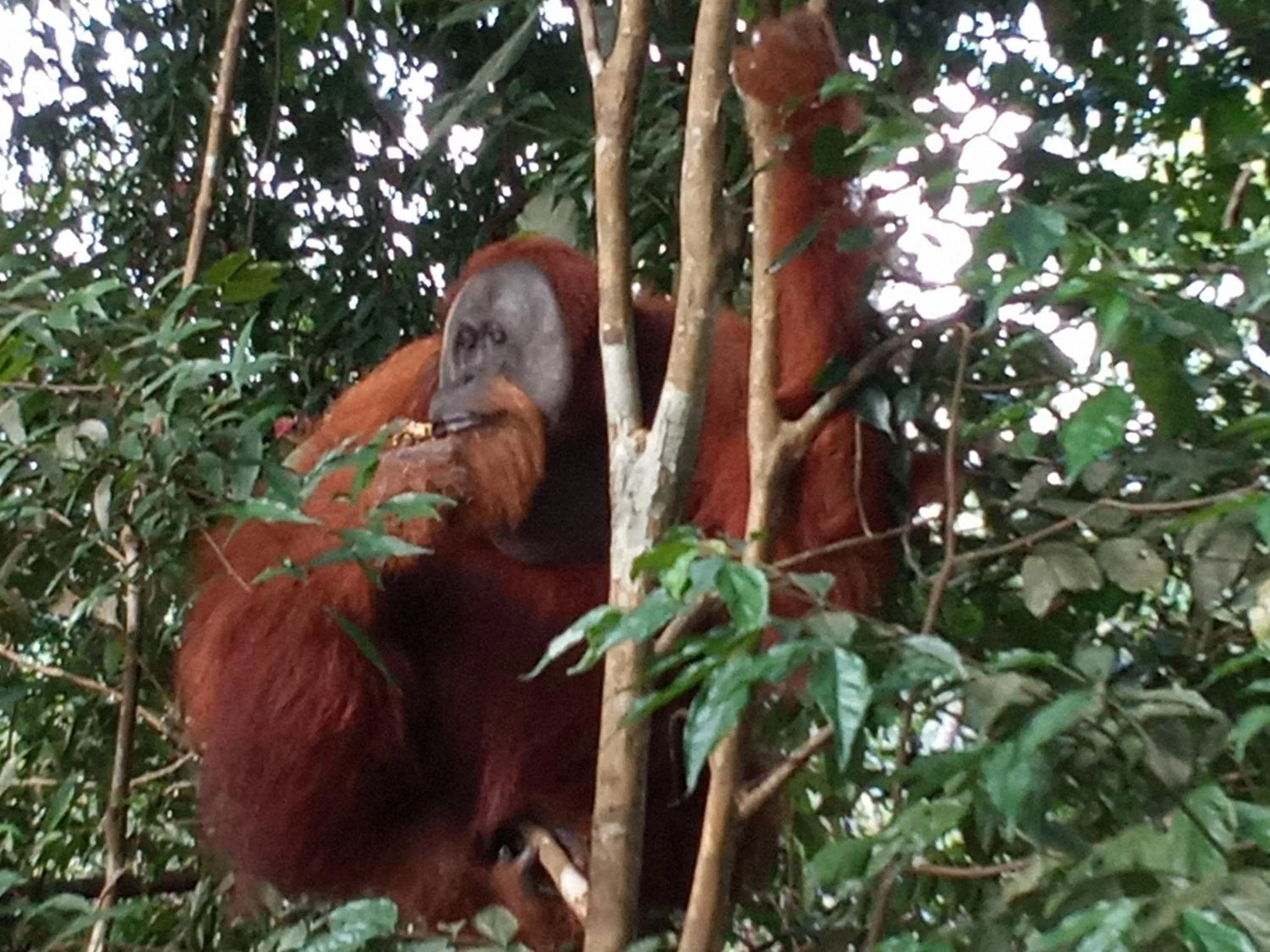 Jungle Trekking & Jungle Tour only stay here if you are and you must booking jungle trekking with us