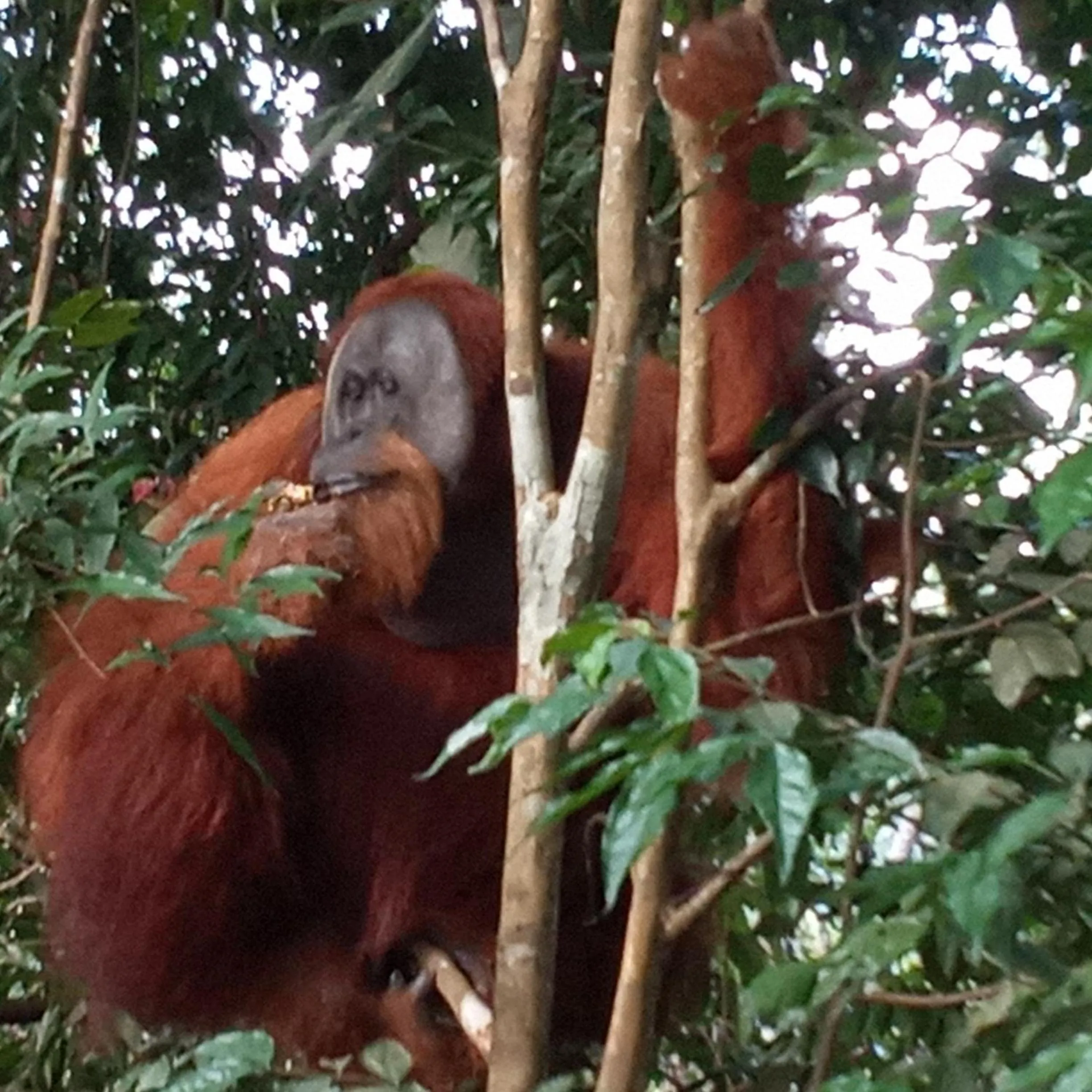 Jungle Trekking & Jungle Tour only stay here if you are and you must booking jungle trekking with us
