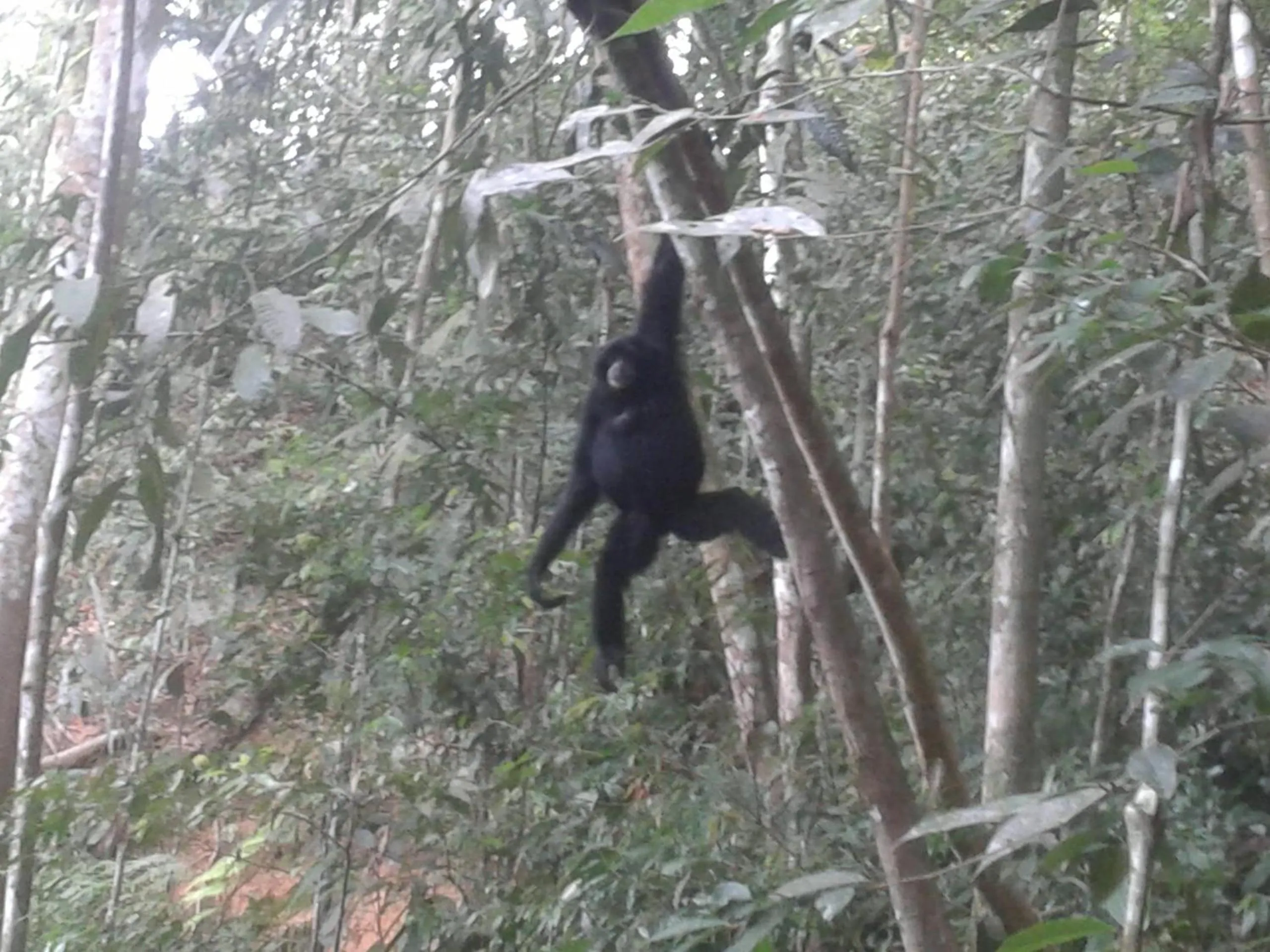 Jungle Trekking & Jungle Tour only stay here if you are and you must booking jungle trekking with us