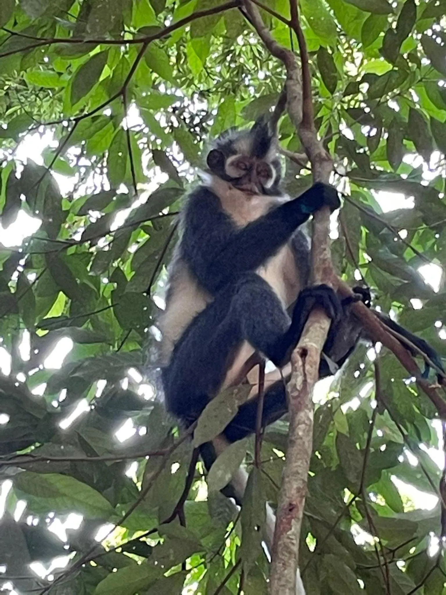 Jungle Trekking & Jungle Tour only stay here if you are and you must booking jungle trekking with us