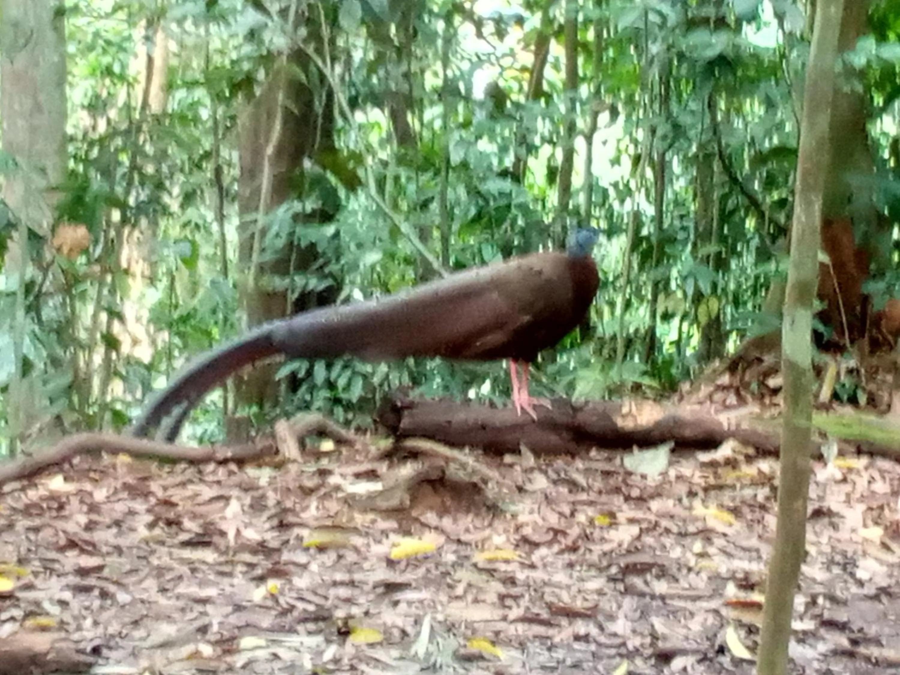 Jungle Trekking & Jungle Tour only stay here if you are and you must booking jungle trekking with us