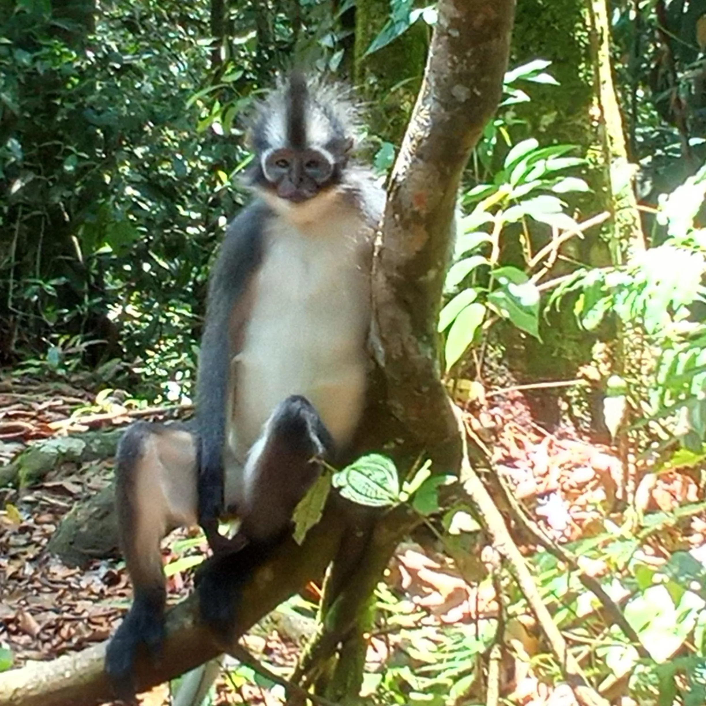 Jungle Trekking & Jungle Tour only stay here if you are and you must booking jungle trekking with us