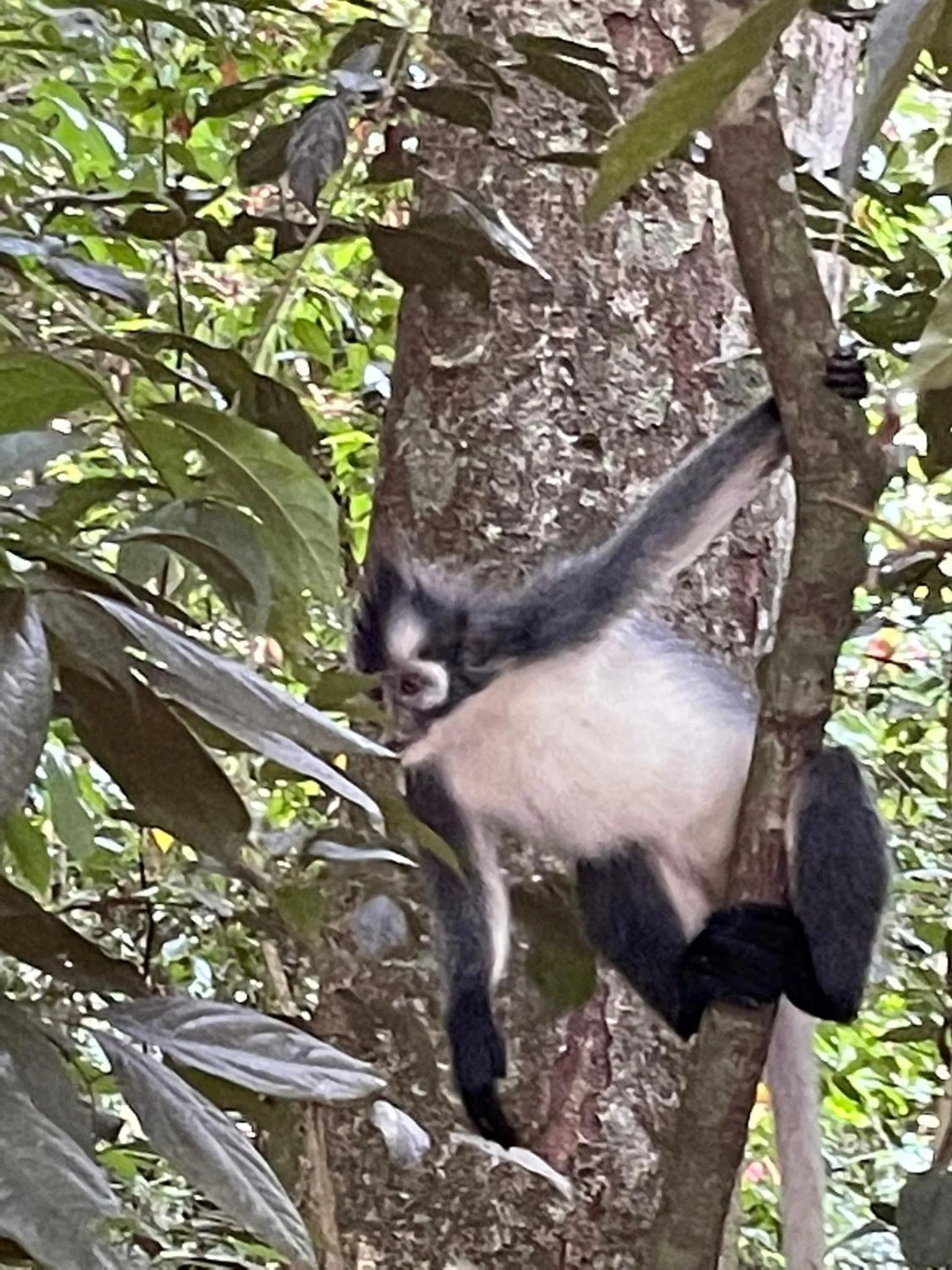 Jungle Trekking & Jungle Tour only stay here if you are and you must booking jungle trekking with us