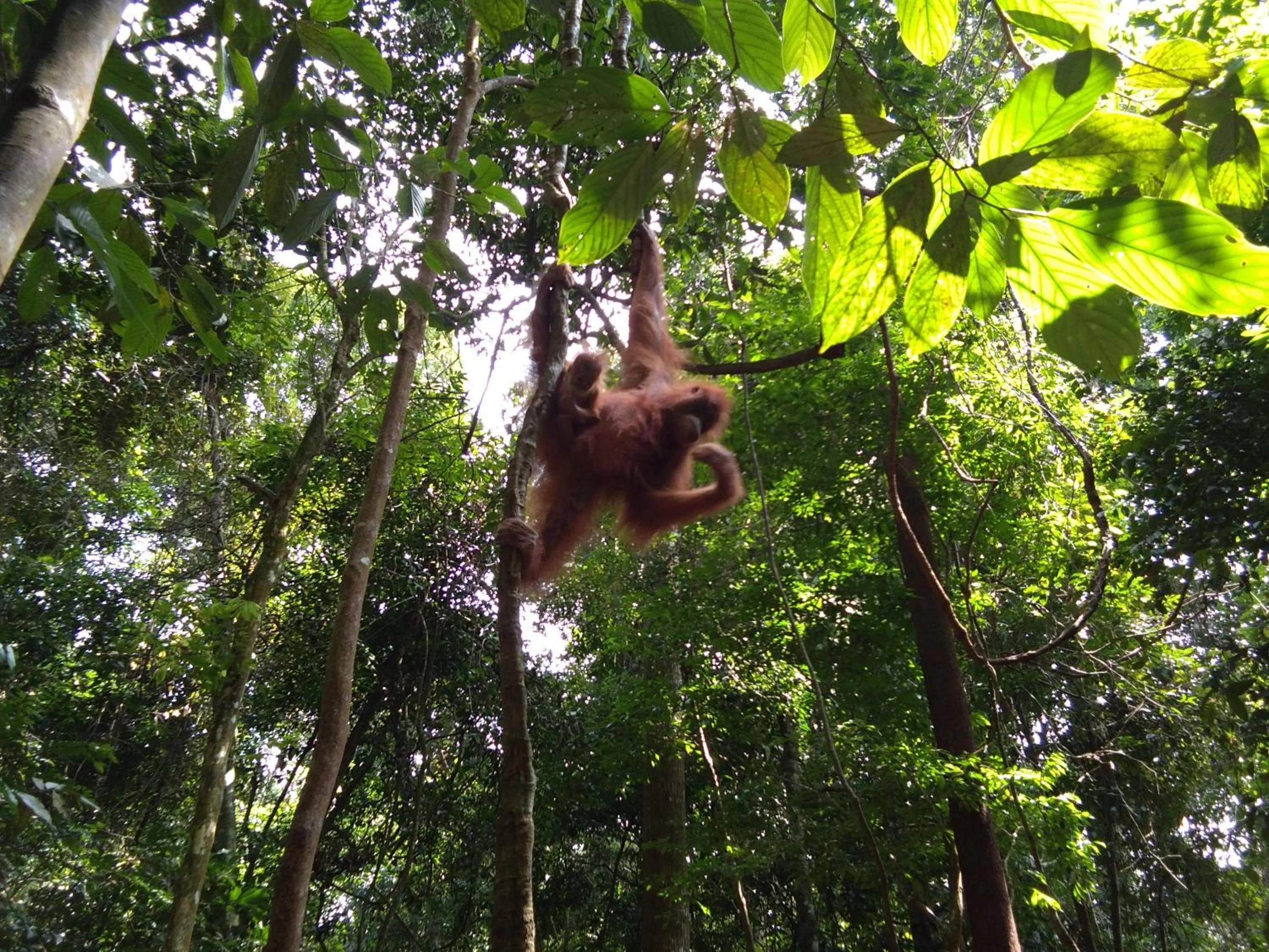 Jungle Trekking & Jungle Tour only stay here if you are and you must booking jungle trekking with us