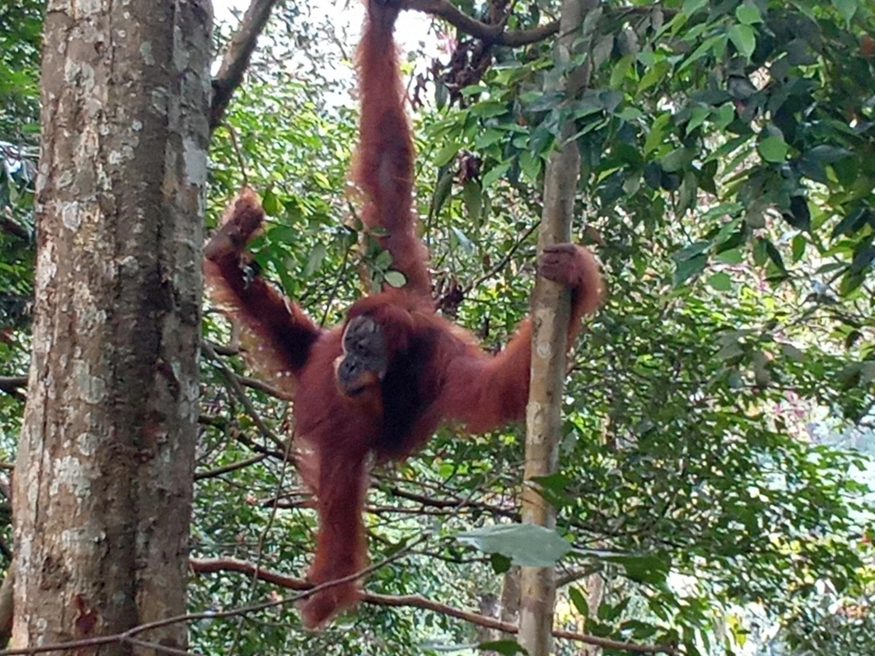 Jungle Trekking & Jungle Tour only stay here if you are and you must booking jungle trekking with us