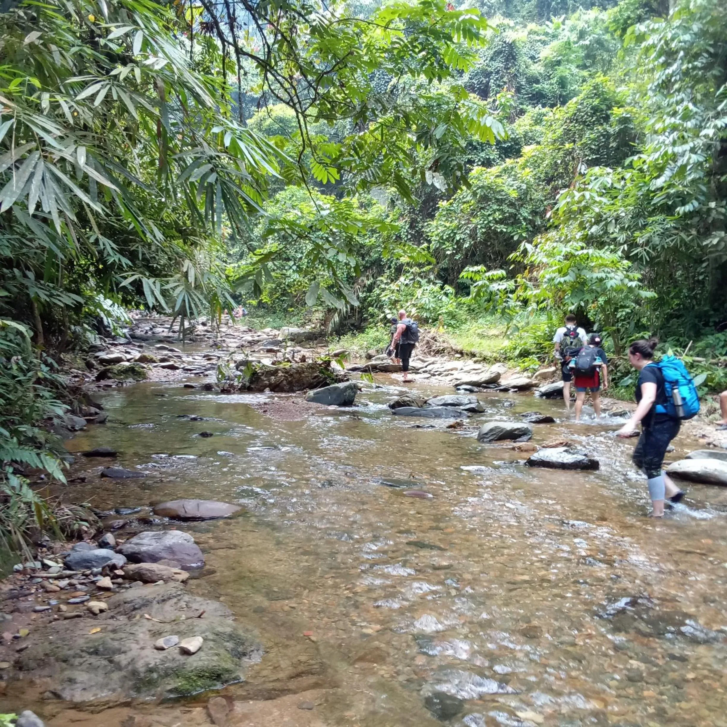 Jungle Trekking & Jungle Tour only stay here if you are and you must booking jungle trekking with us