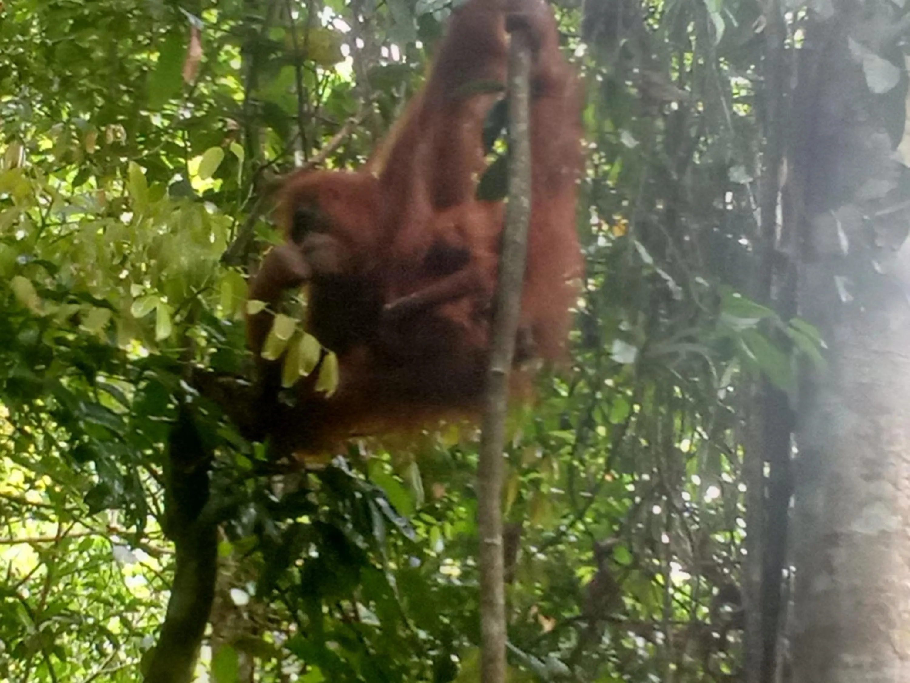 Jungle Trekking & Jungle Tour only stay here if you are and you must booking jungle trekking with us