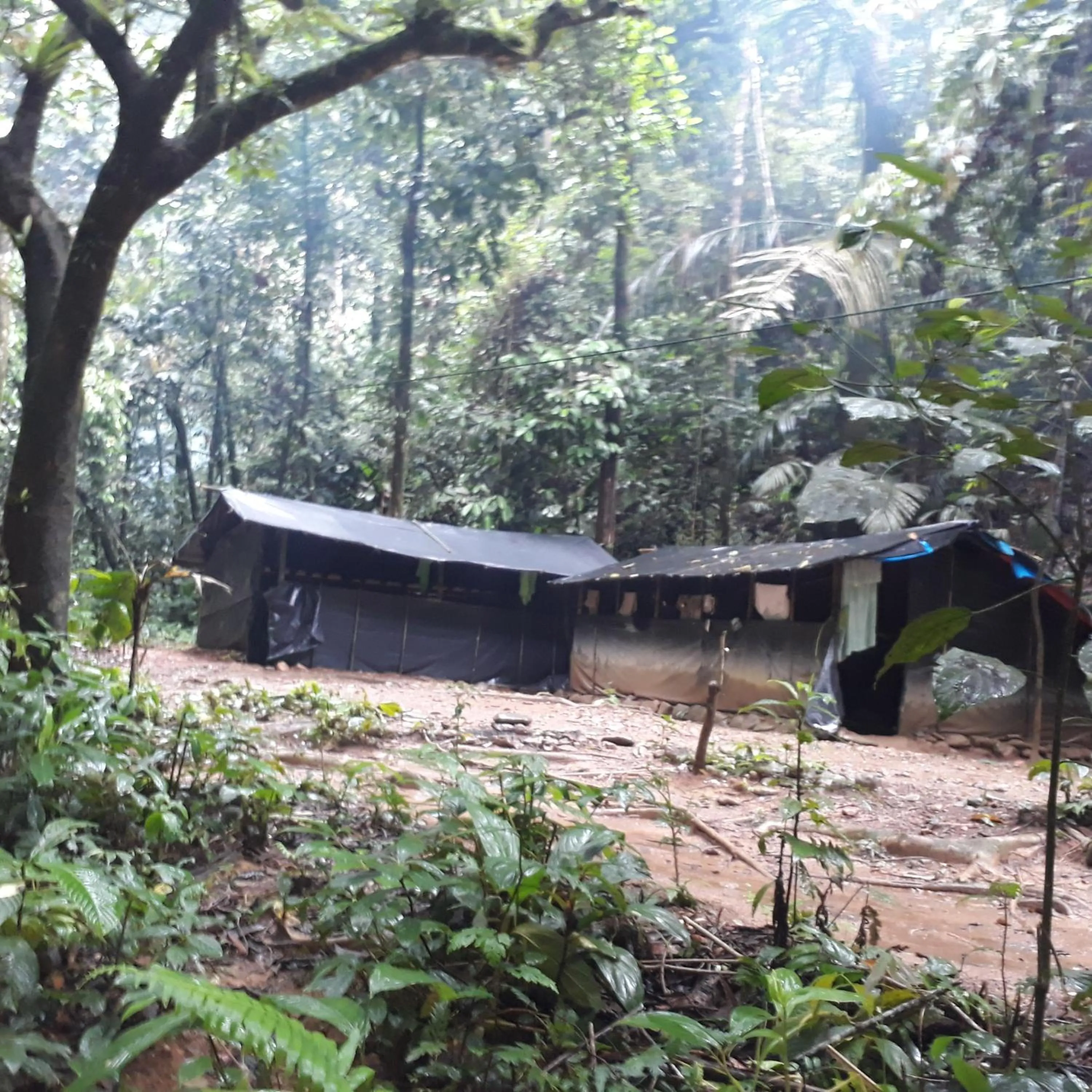 Jungle Trekking & Jungle Tour only stay here if you are and you must booking jungle trekking with us