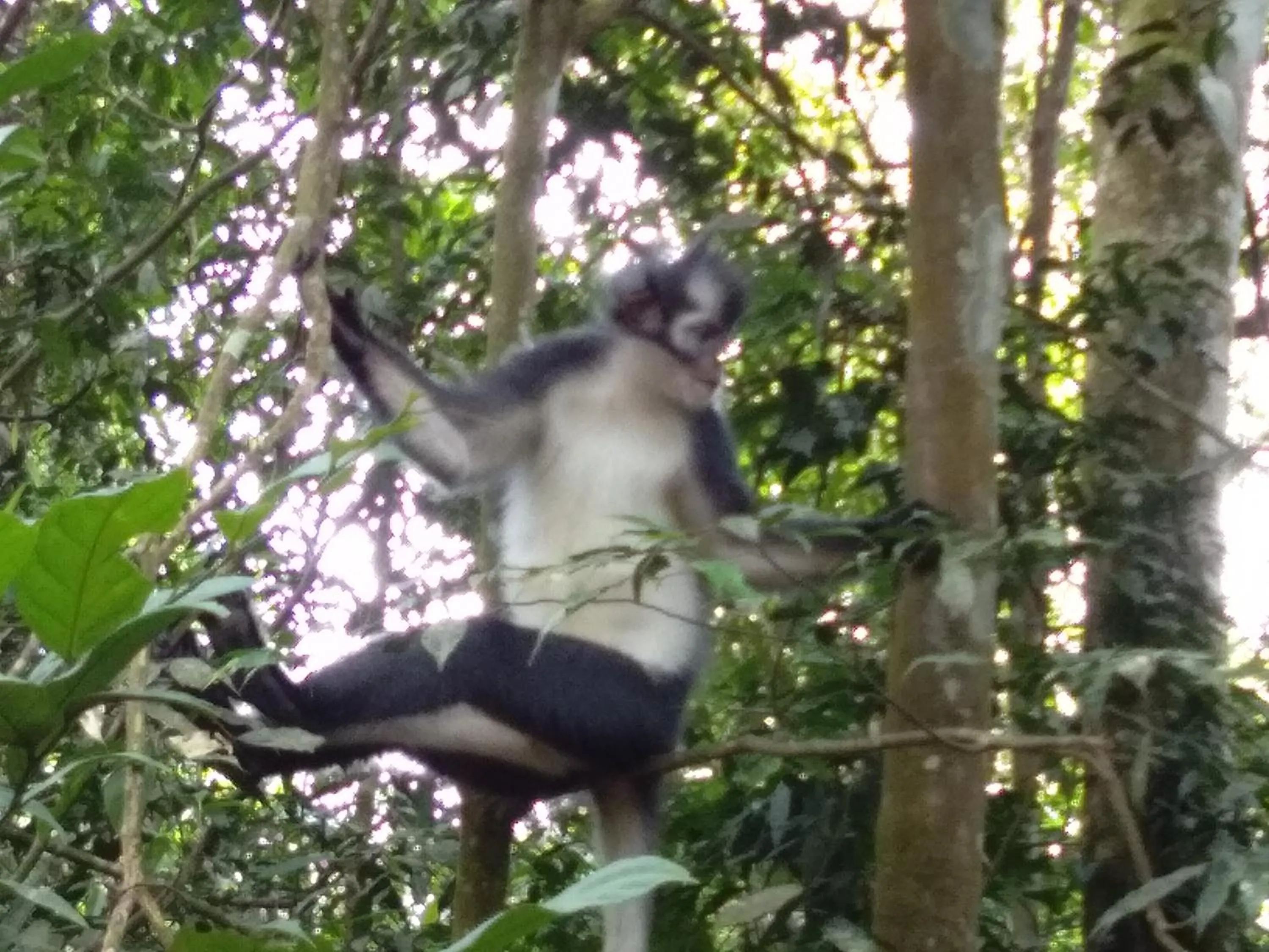 Jungle Trekking & Jungle Tour only stay here if you are and you must booking jungle trekking with us
