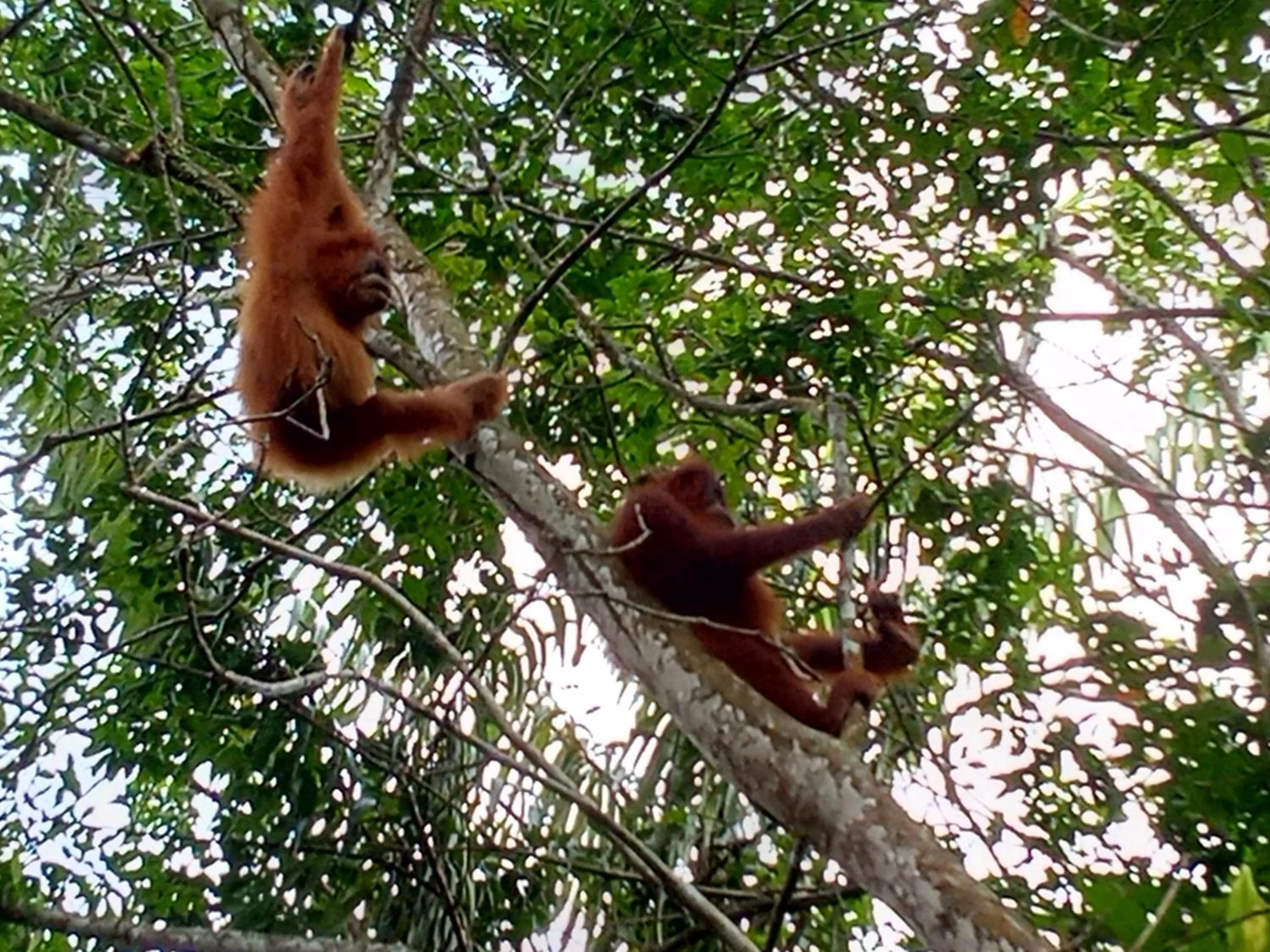 Jungle Trekking & Jungle Tour only stay here if you are and you must booking jungle trekking with us