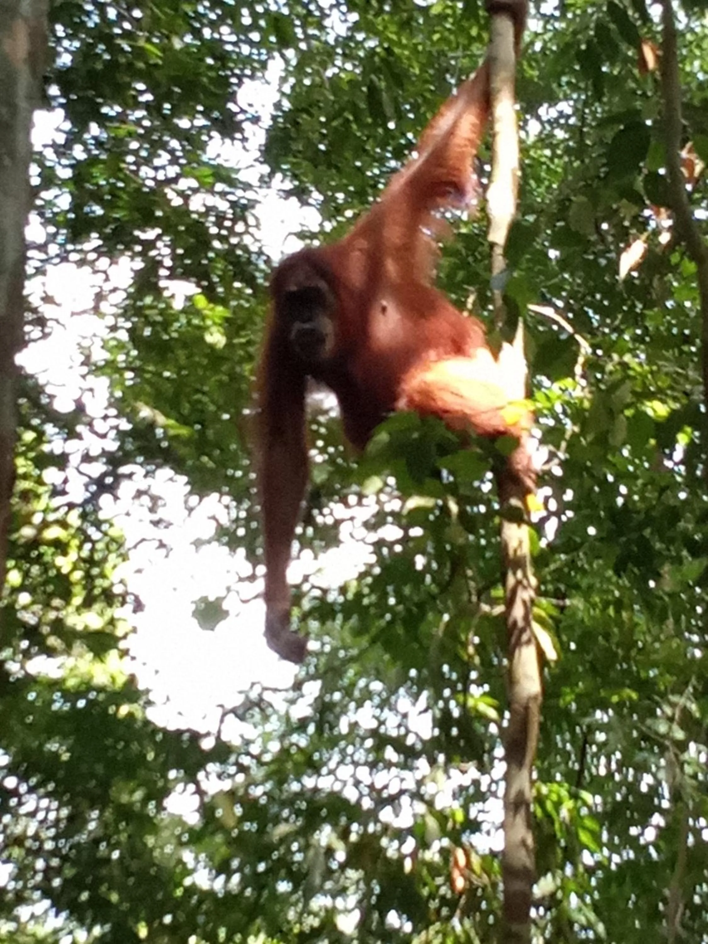Jungle Trekking & Jungle Tour only stay here if you are and you must booking jungle trekking with us