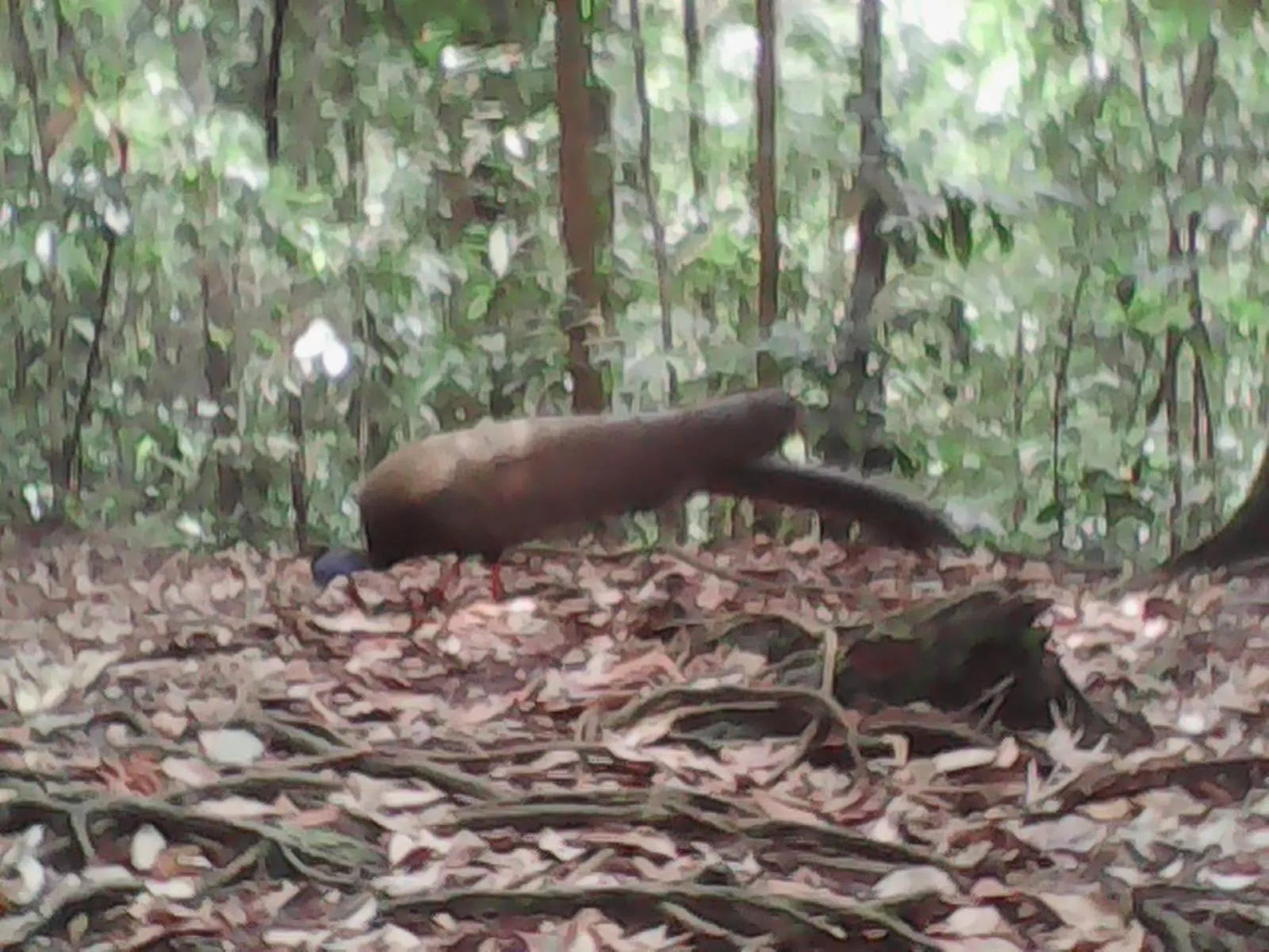 Jungle Trekking & Jungle Tour only stay here if you are and you must booking jungle trekking with us