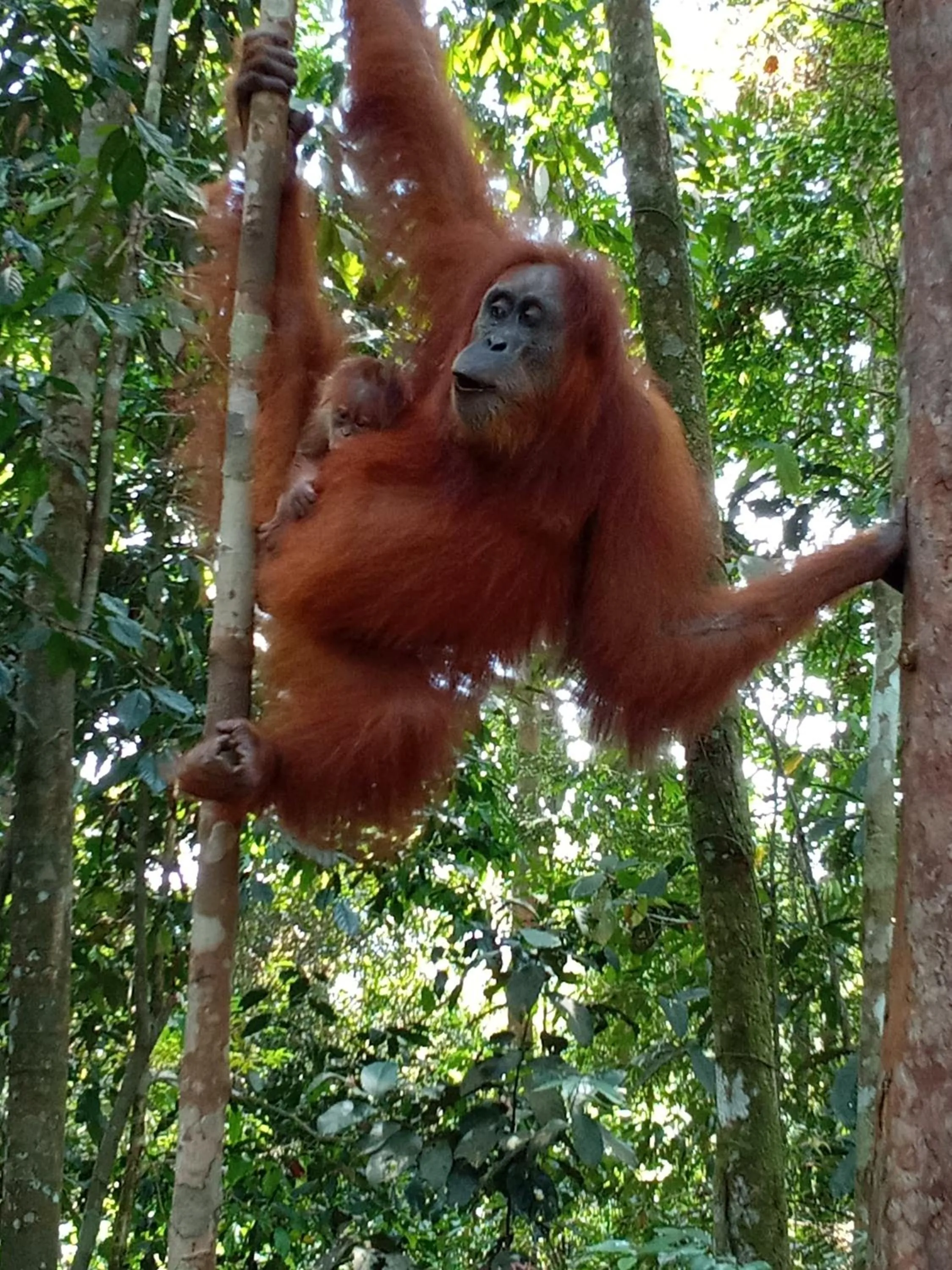 Jungle Trekking & Jungle Tour only stay here if you are and you must booking jungle trekking with us