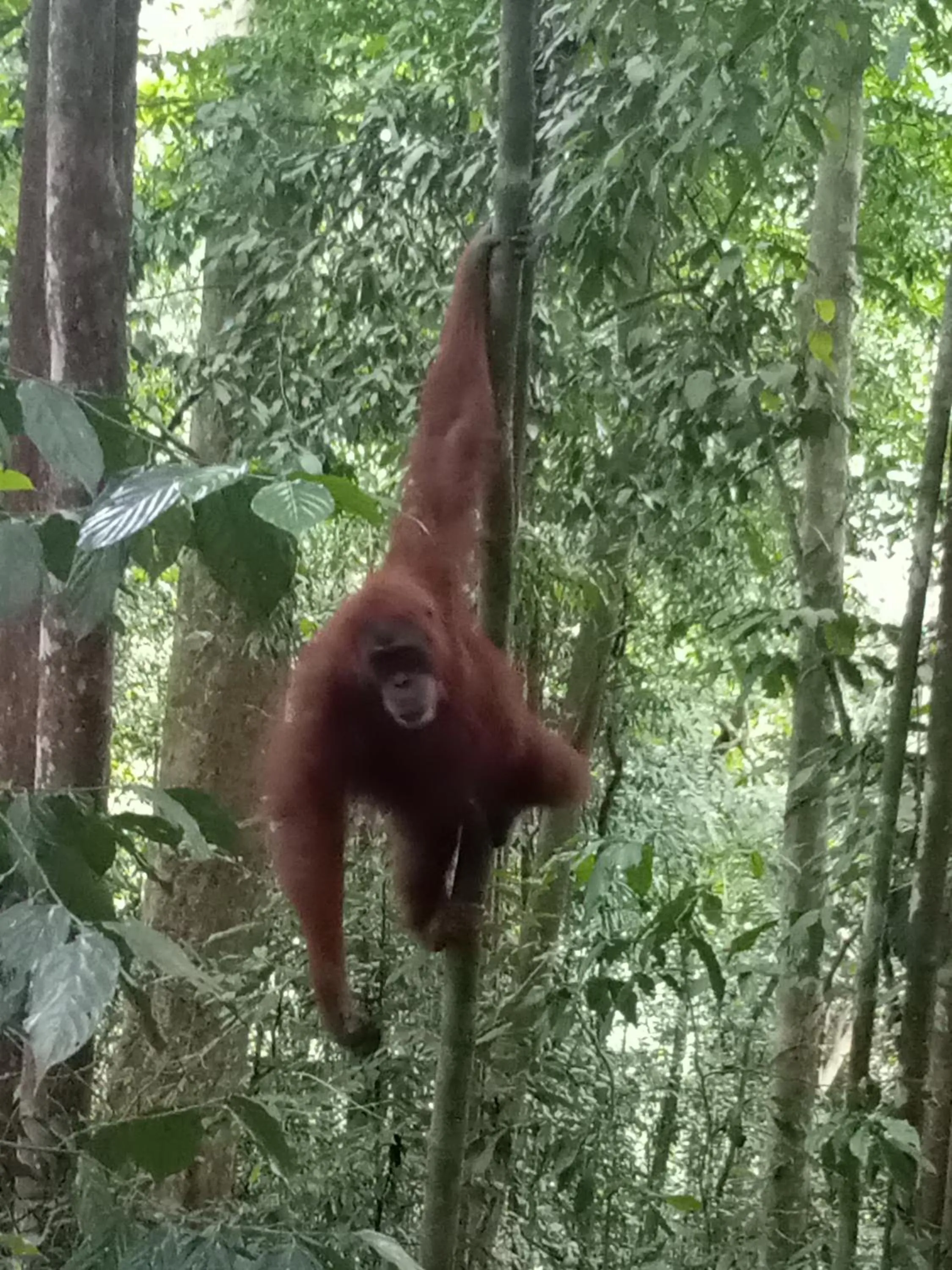 Jungle Trekking & Jungle Tour only stay here if you are and you must booking jungle trekking with us