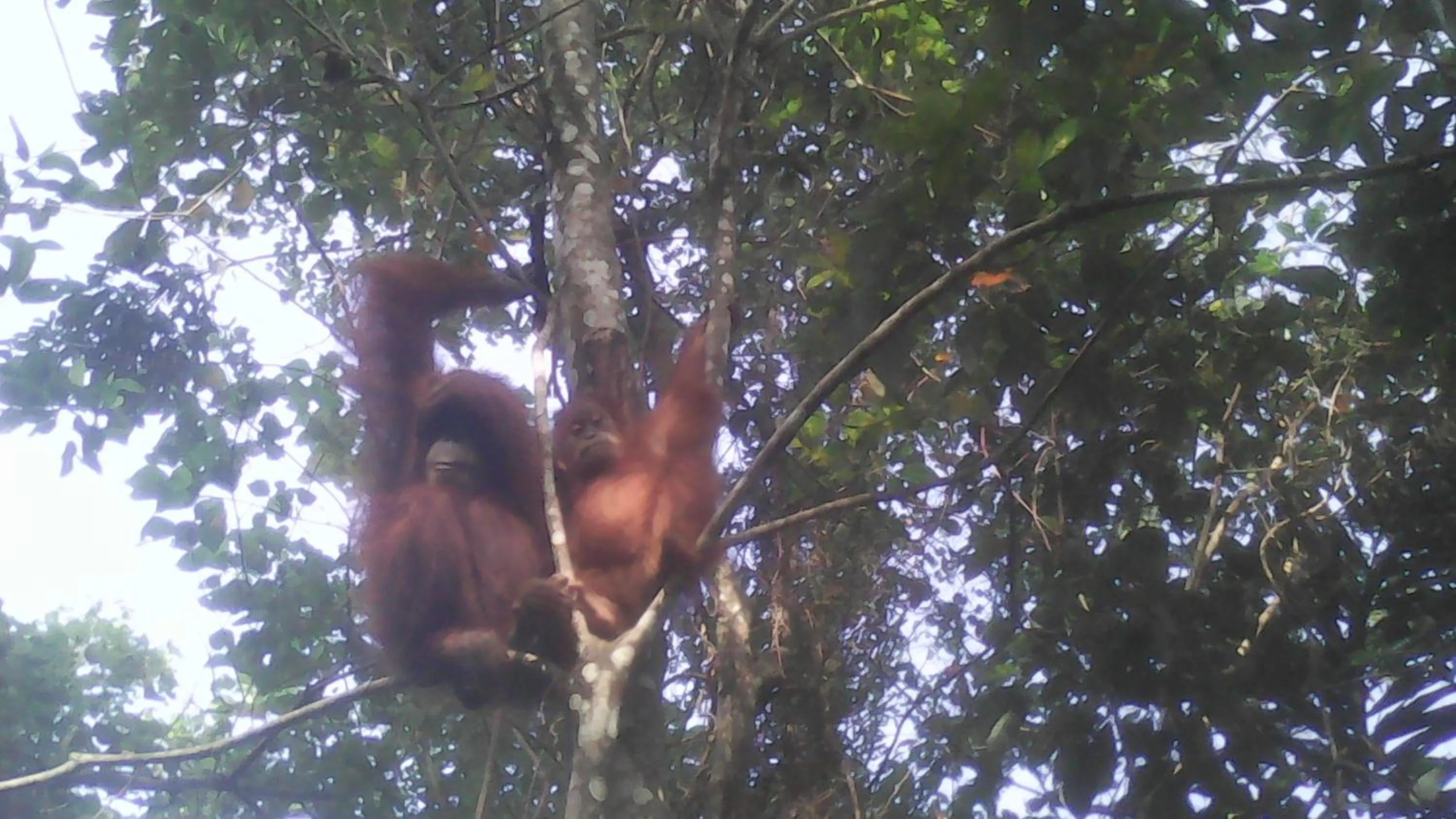 Jungle Trekking & Jungle Tour only stay here if you are and you must booking jungle trekking with us