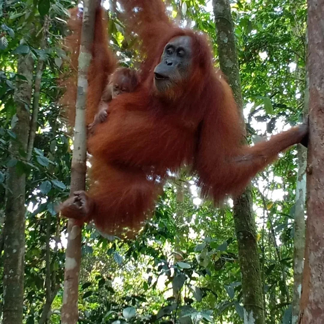 Jungle Trekking & Jungle Tour only stay here if you are and you must booking jungle trekking with us