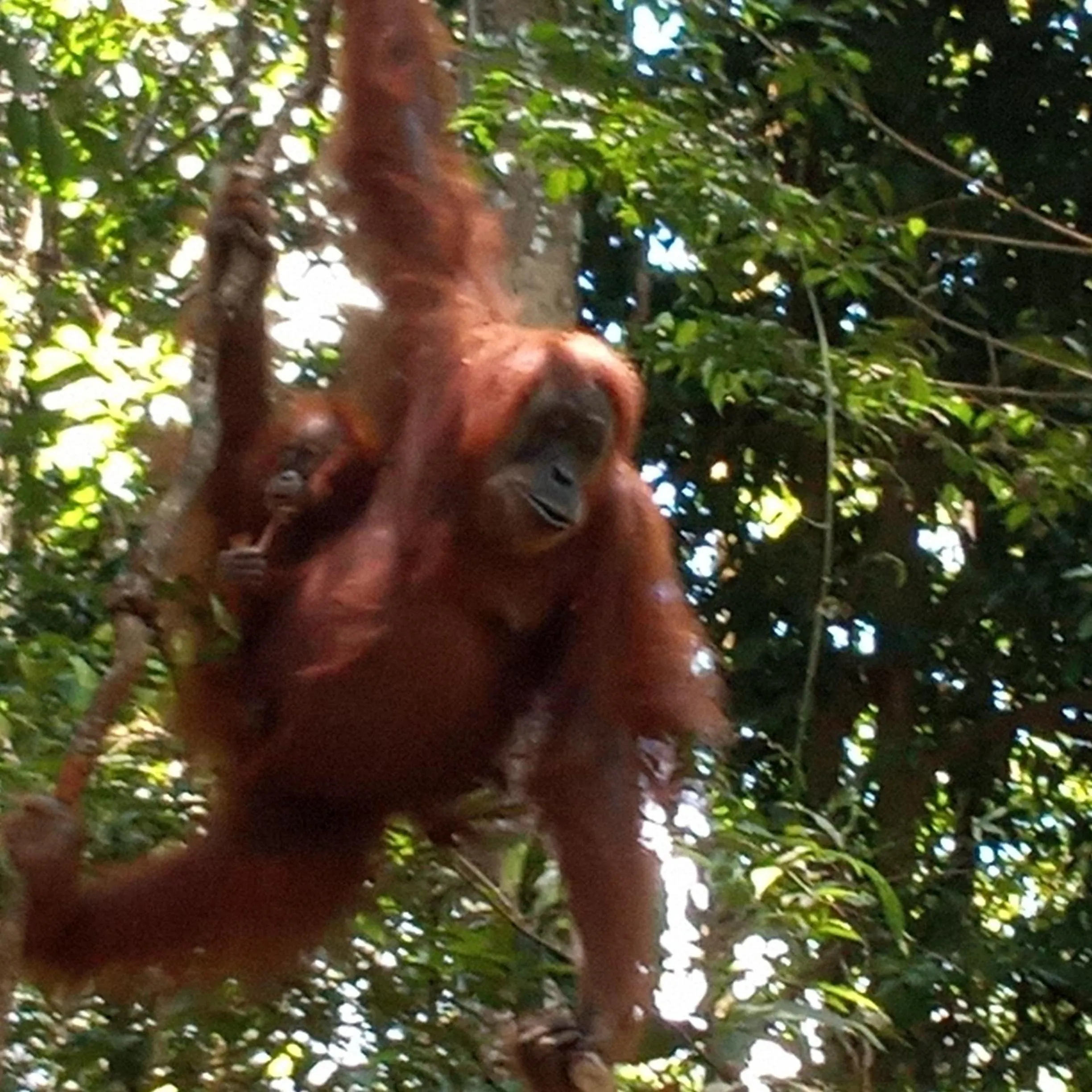 Jungle Trekking & Jungle Tour only stay here if you are and you must booking jungle trekking with us