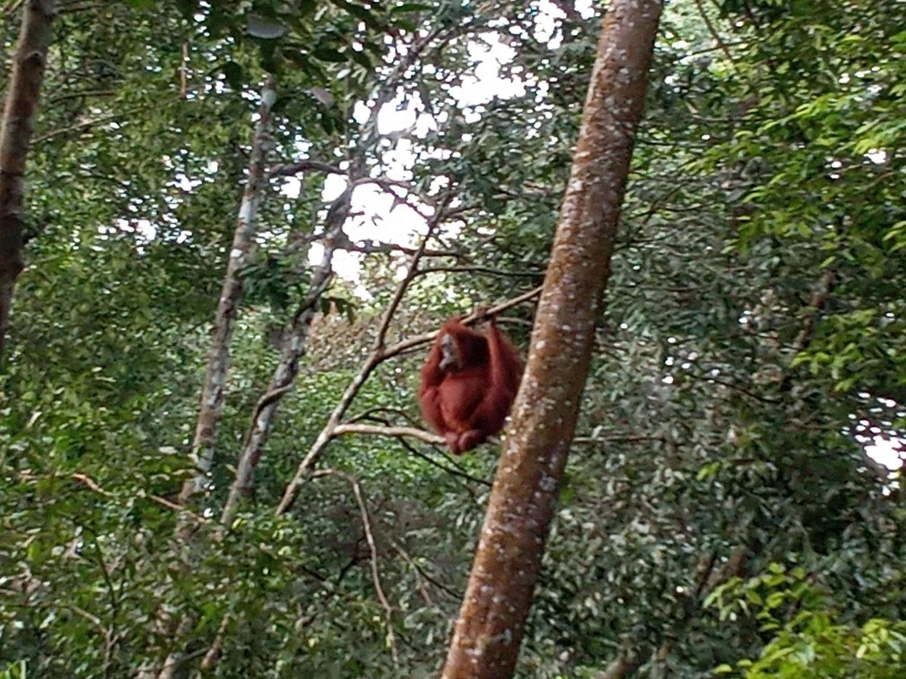 Jungle Trekking & Jungle Tour only stay here if you are and you must booking jungle trekking with us