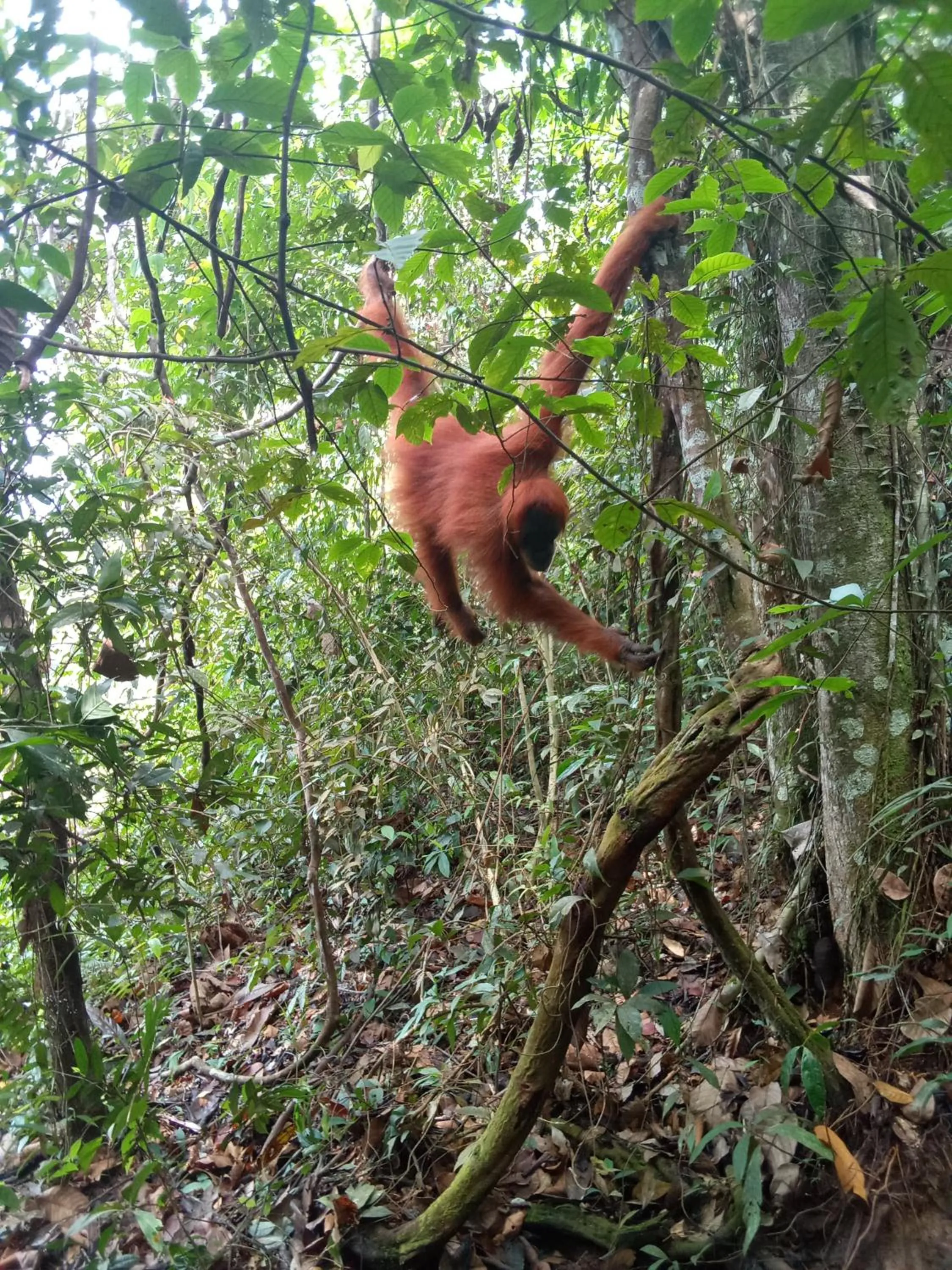 Jungle Trekking & Jungle Tour only stay here if you are and you must booking jungle trekking with us