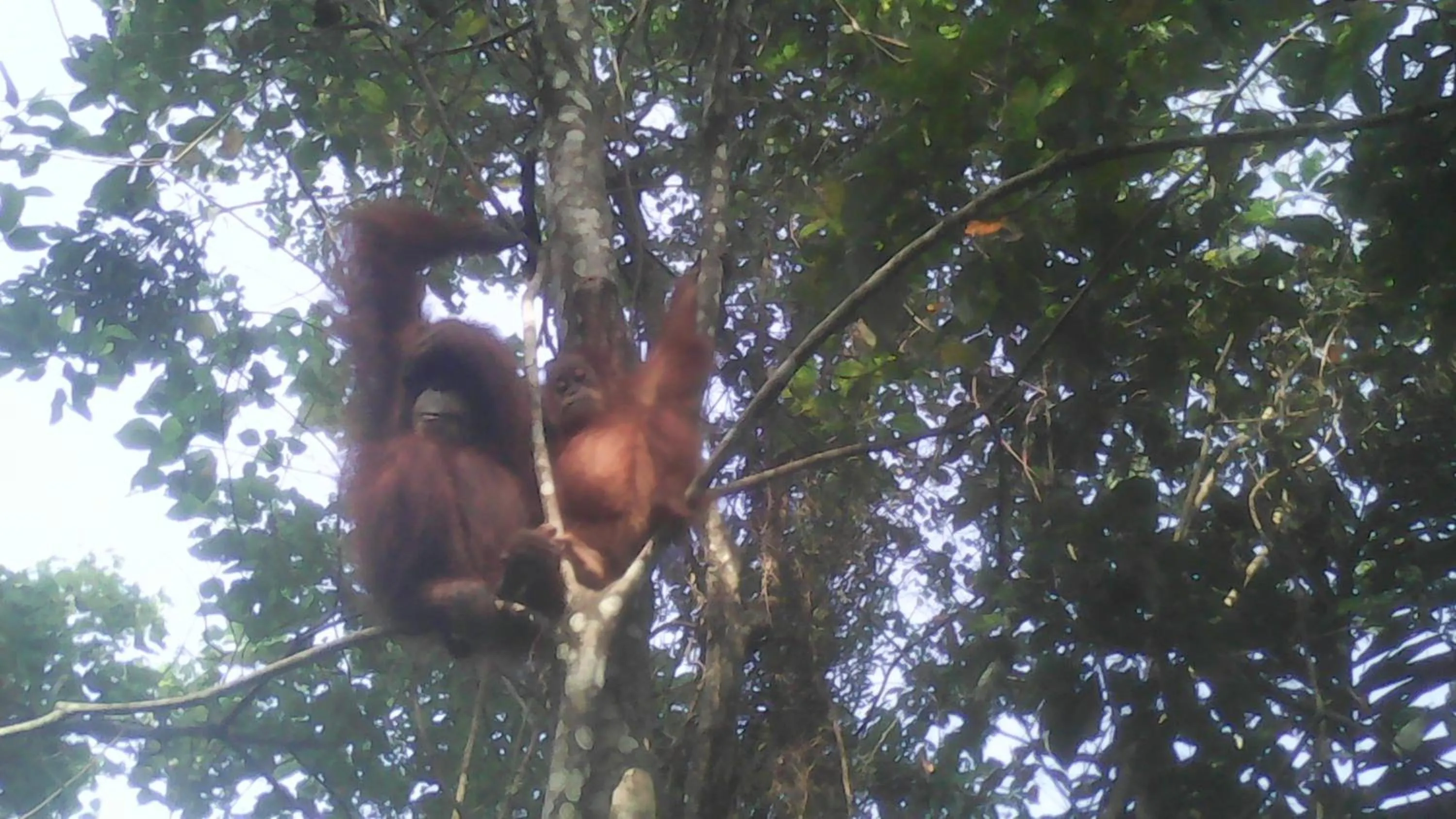 Jungle Trekking & Jungle Tour only stay here if you are and you must booking jungle trekking with us