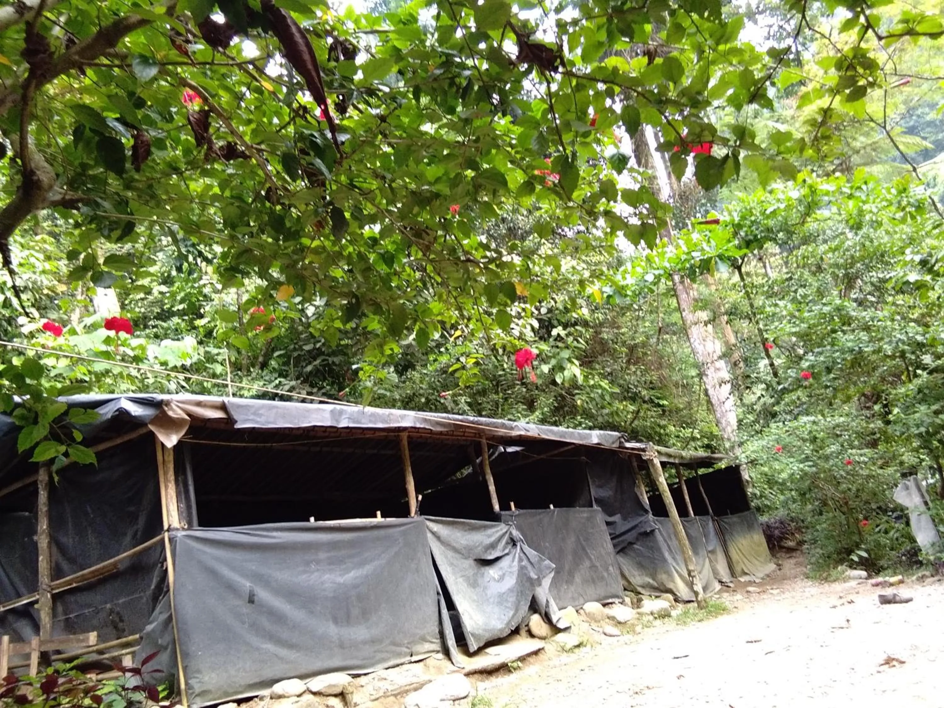 Jungle Trekking & Jungle Tour only stay here if you are and you must booking jungle trekking with us