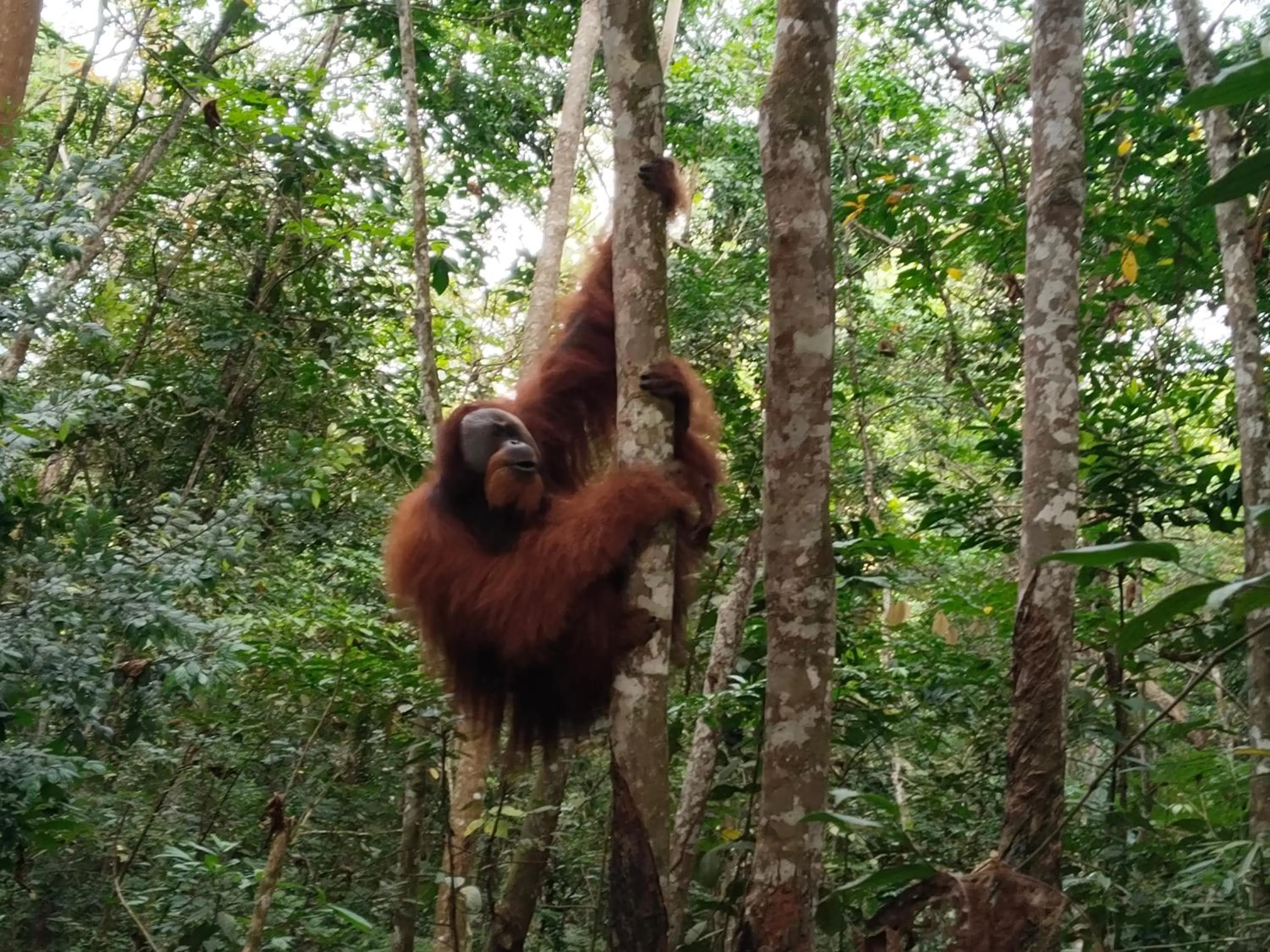 Jungle Trekking & Jungle Tour only stay here if you are and you must booking jungle trekking with us