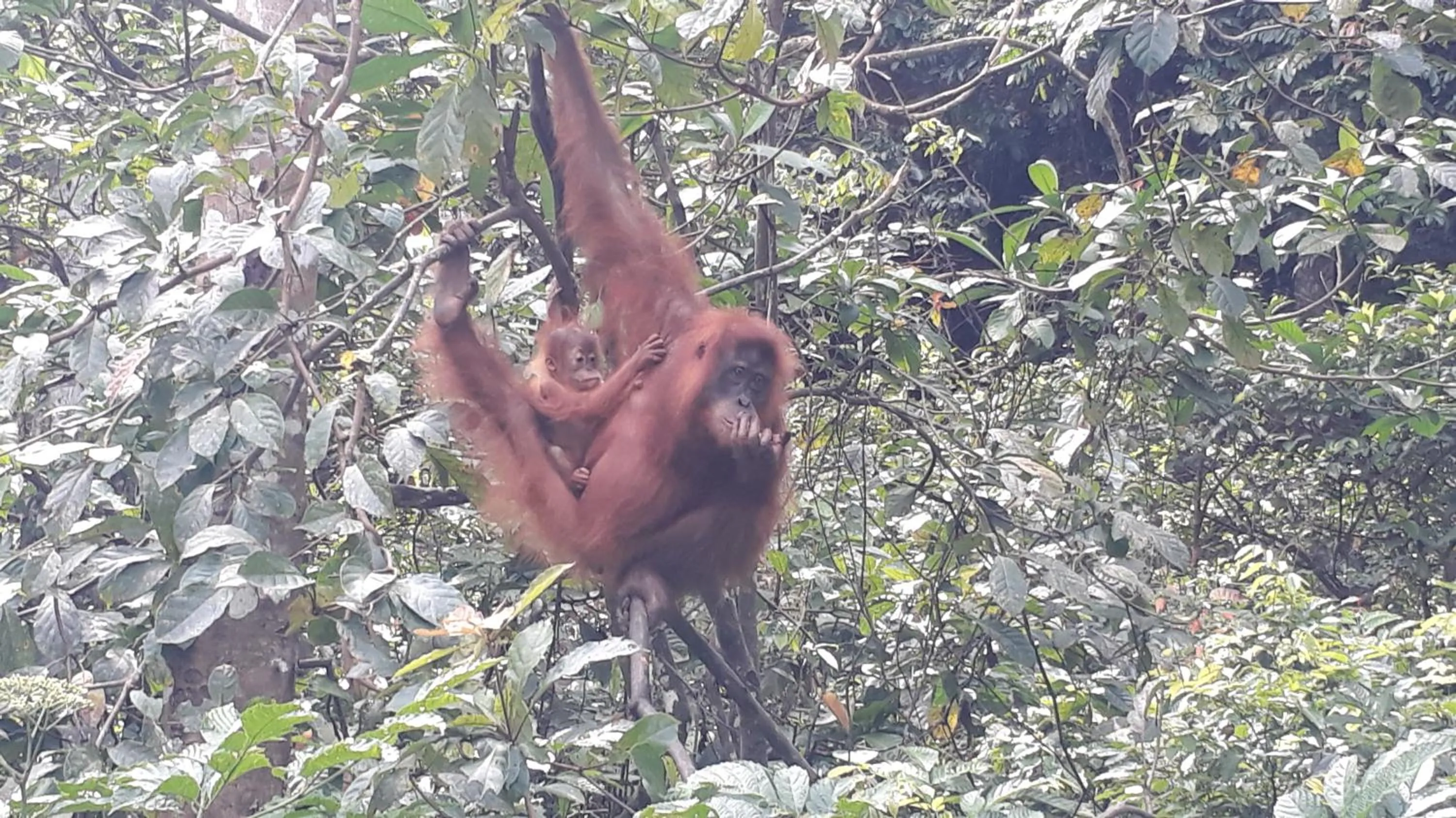 Jungle Trekking & Jungle Tour only stay here if you are and you must booking jungle trekking with us