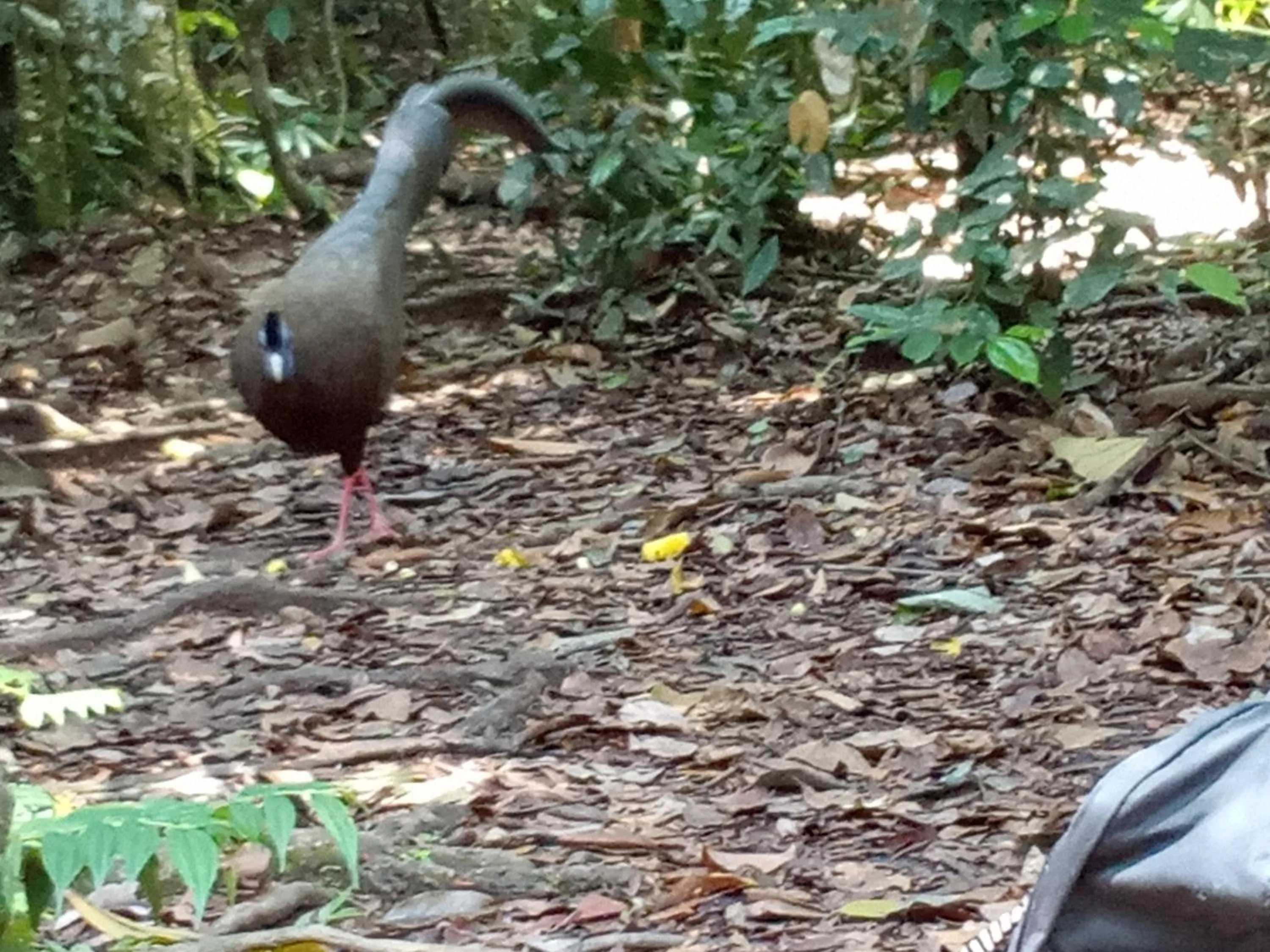 Jungle Trekking & Jungle Tour only stay here if you are and you must booking jungle trekking with us