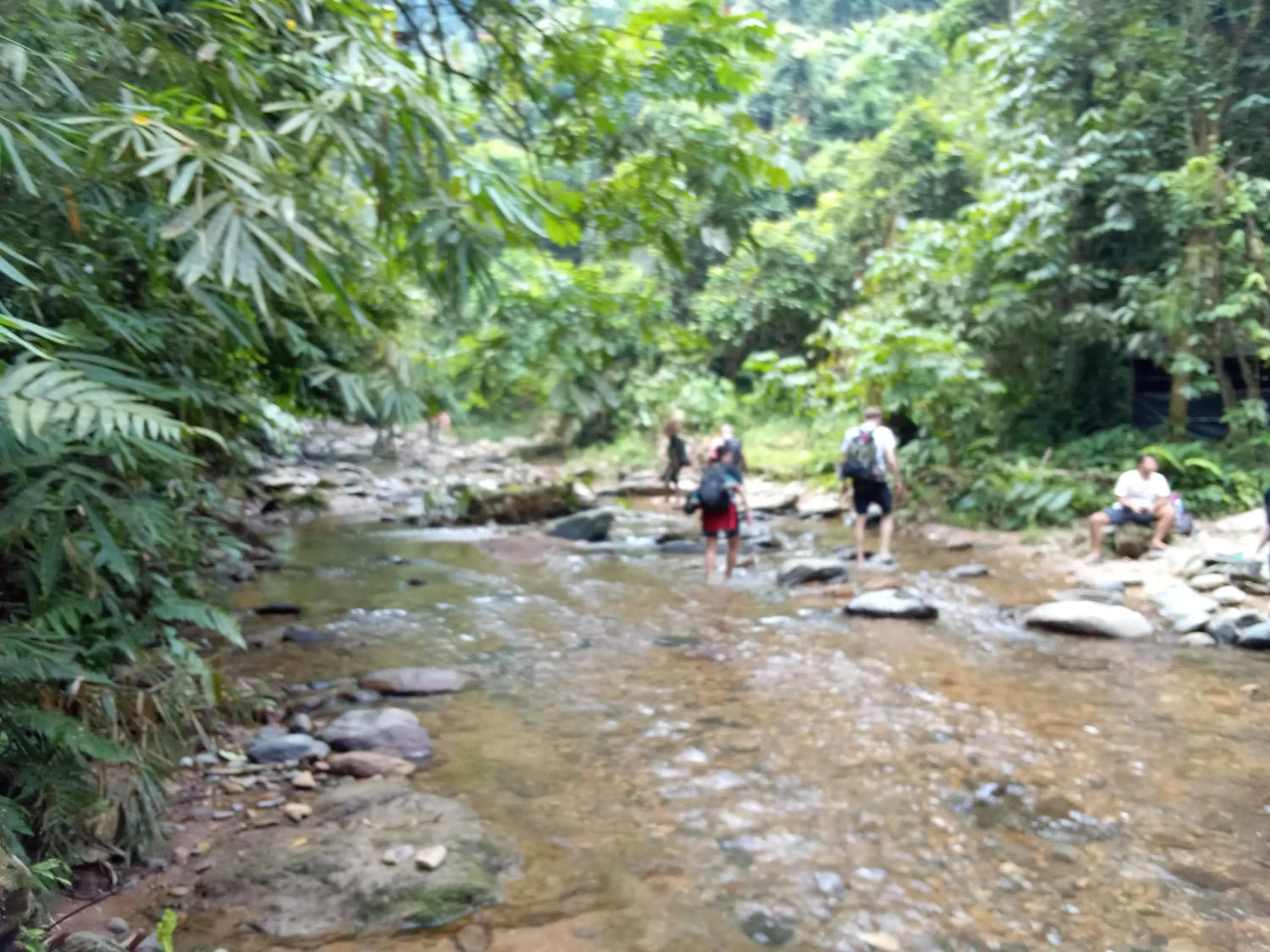 Jungle Trekking & Jungle Tour only stay here if you are and you must booking jungle trekking with us