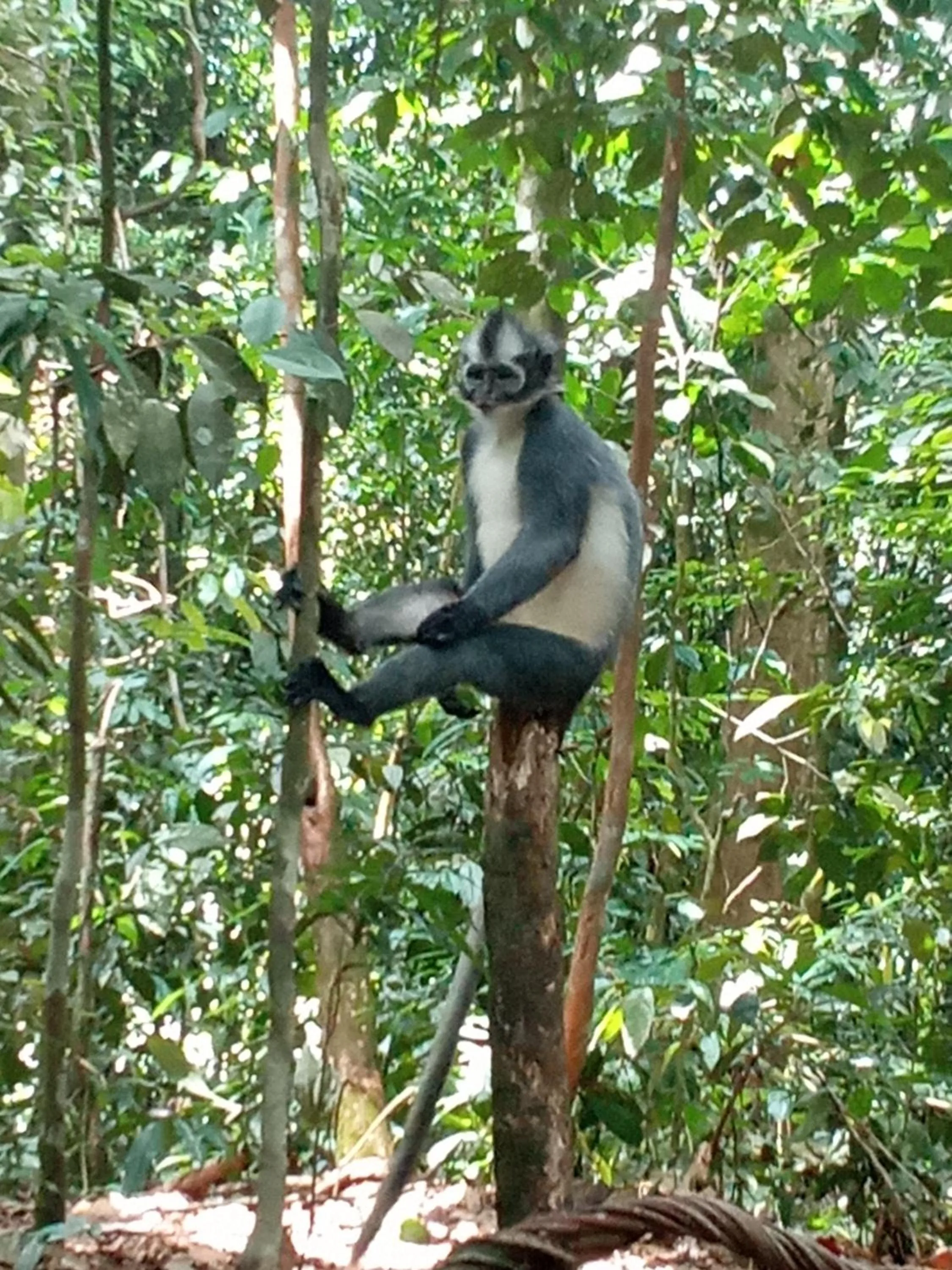 Jungle Trekking & Jungle Tour only stay here if you are and you must booking jungle trekking with us